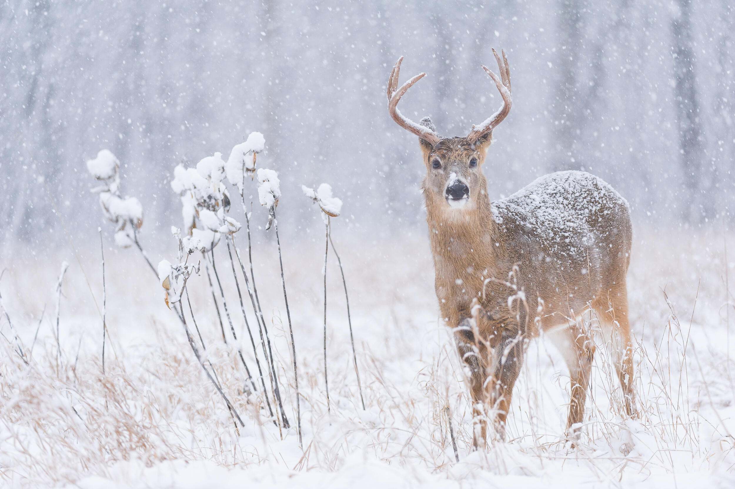 A buck deer in the snow.
