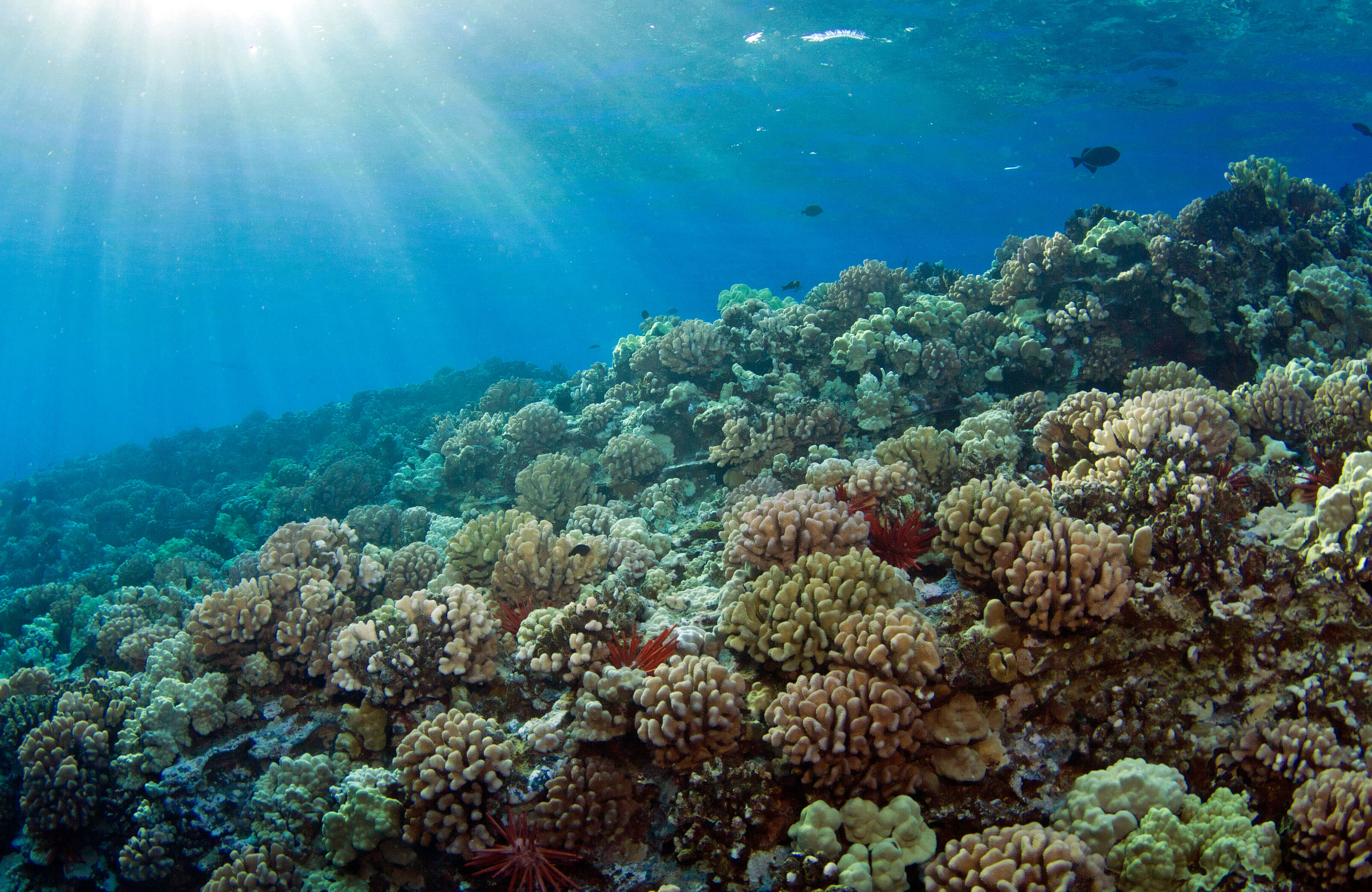 Fotografía submarina de un arrecife de coral en el arrecife Molokini de Hawái.