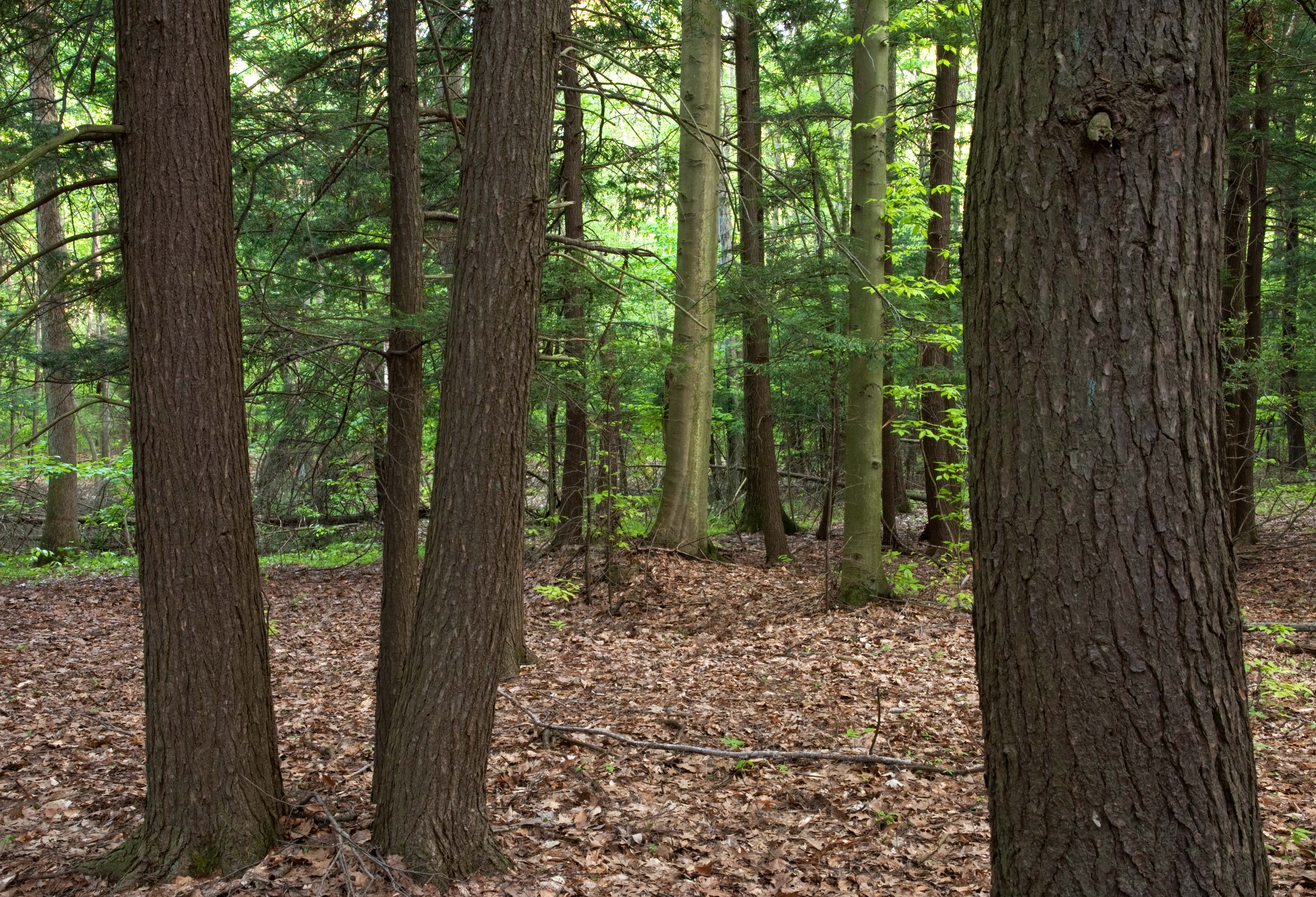 A stand of trees with dark brown bark and delicate fern-like leaves.