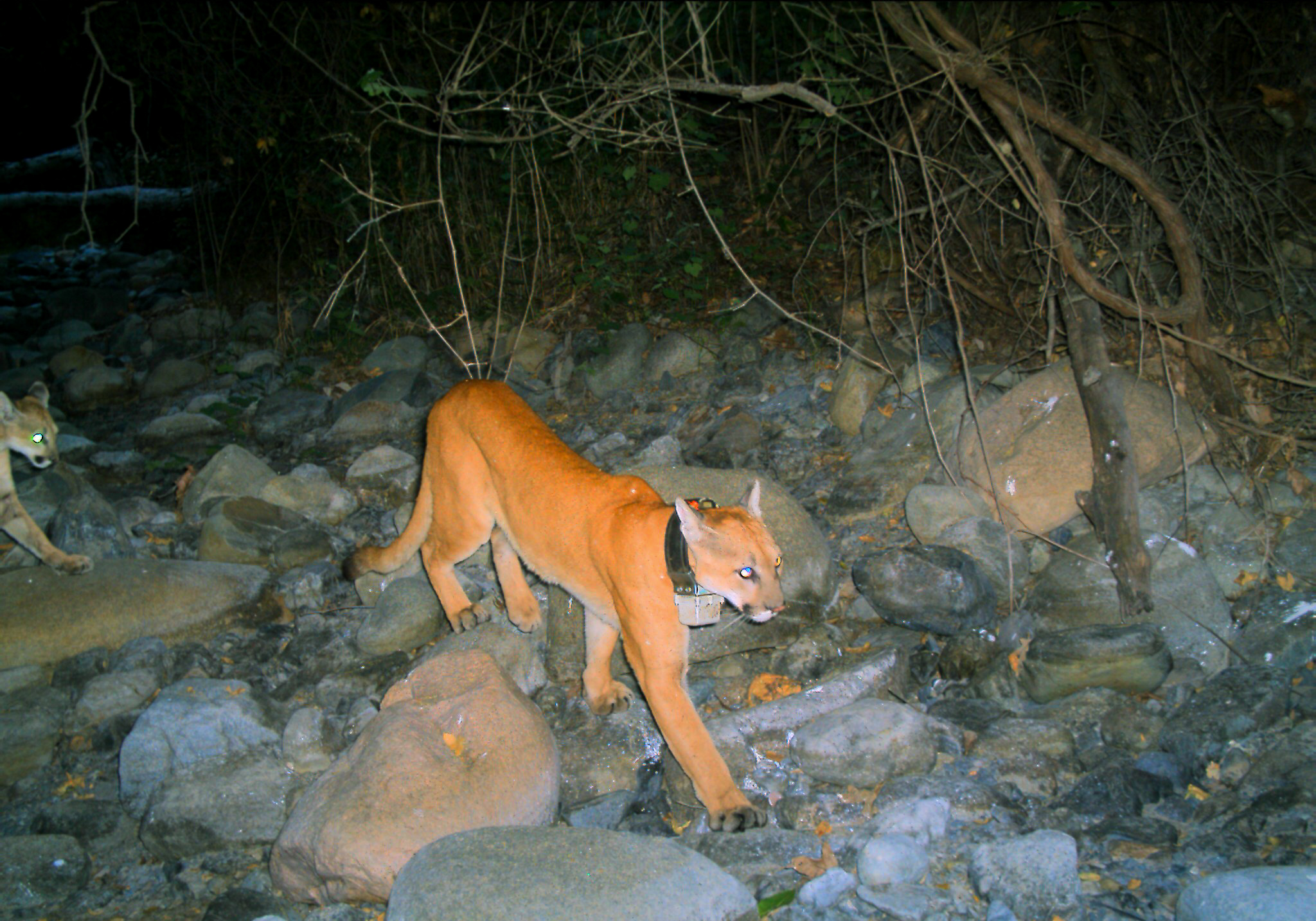 A female mountain lion with a GPS collar followed by her cub in Southern California.