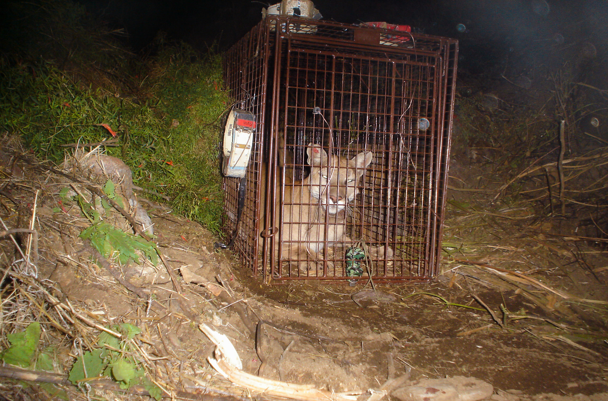 A mountain lion lays down inside of a large cage.