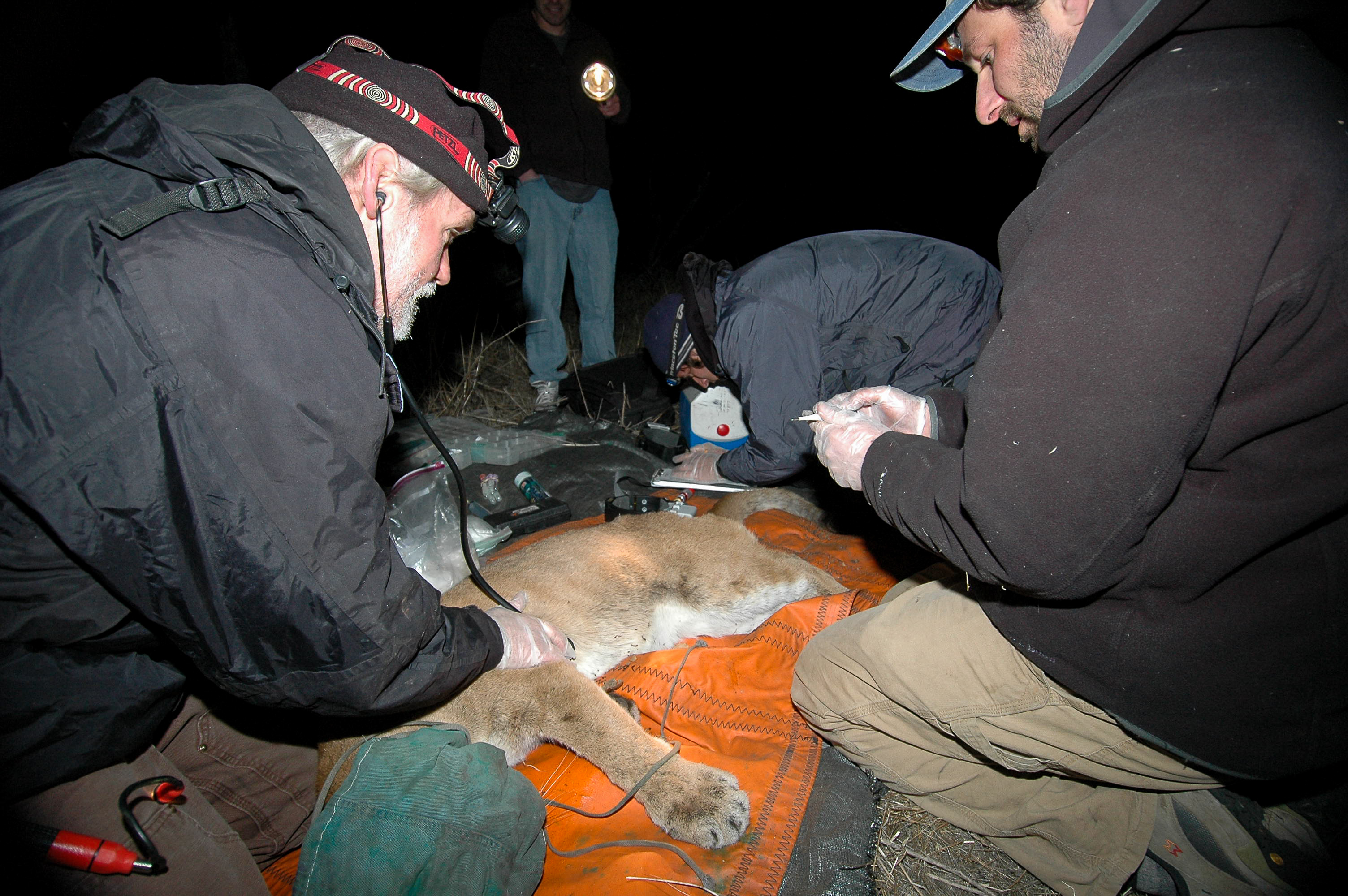 Researchers in headlamps surround a sedated mountain lion.