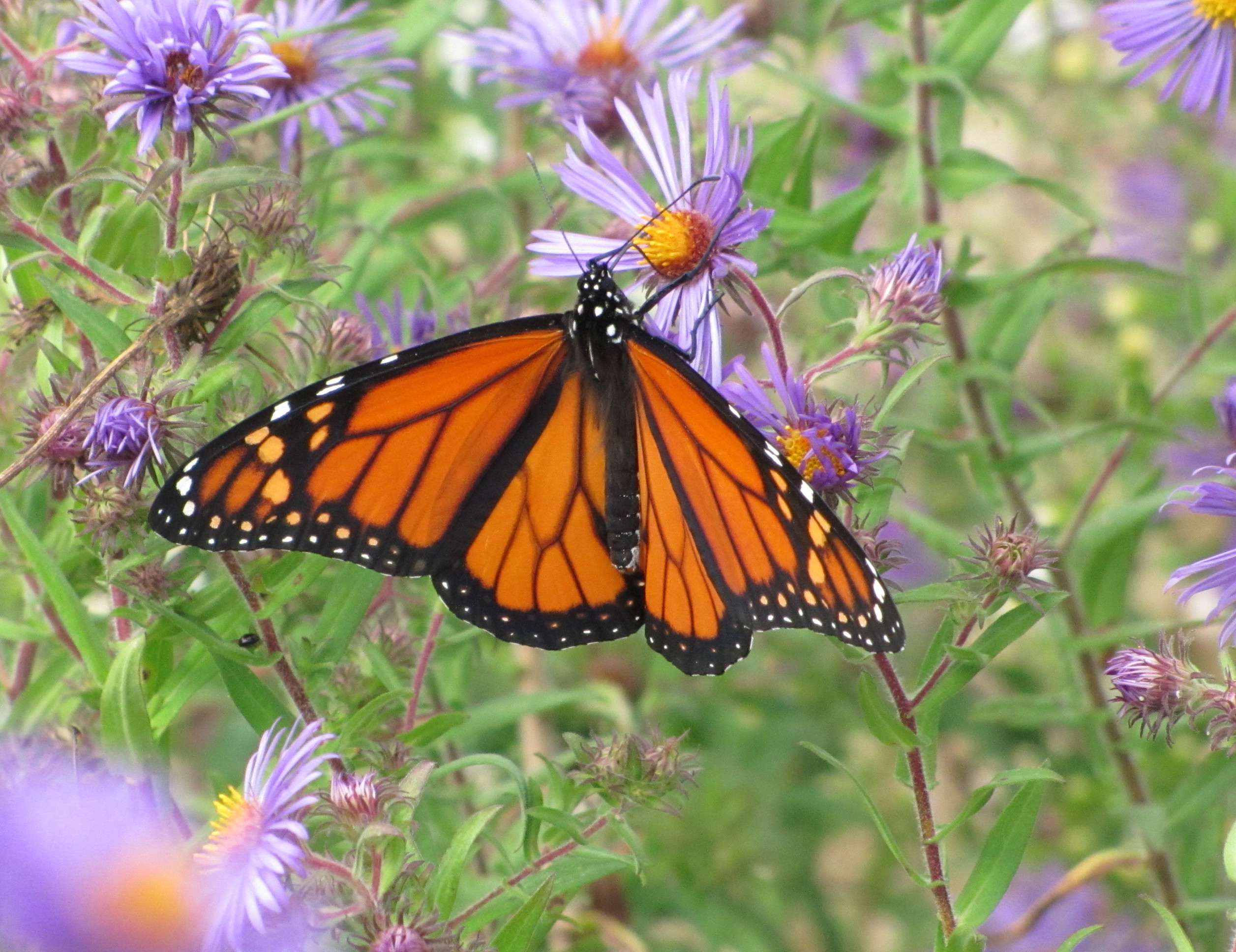 An orange and black butterfly on purple flowers.