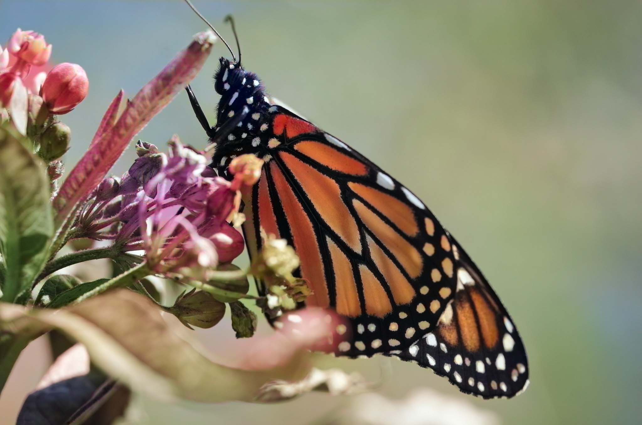 An orange butterfly with white dots and black markings sits on a pink flower.