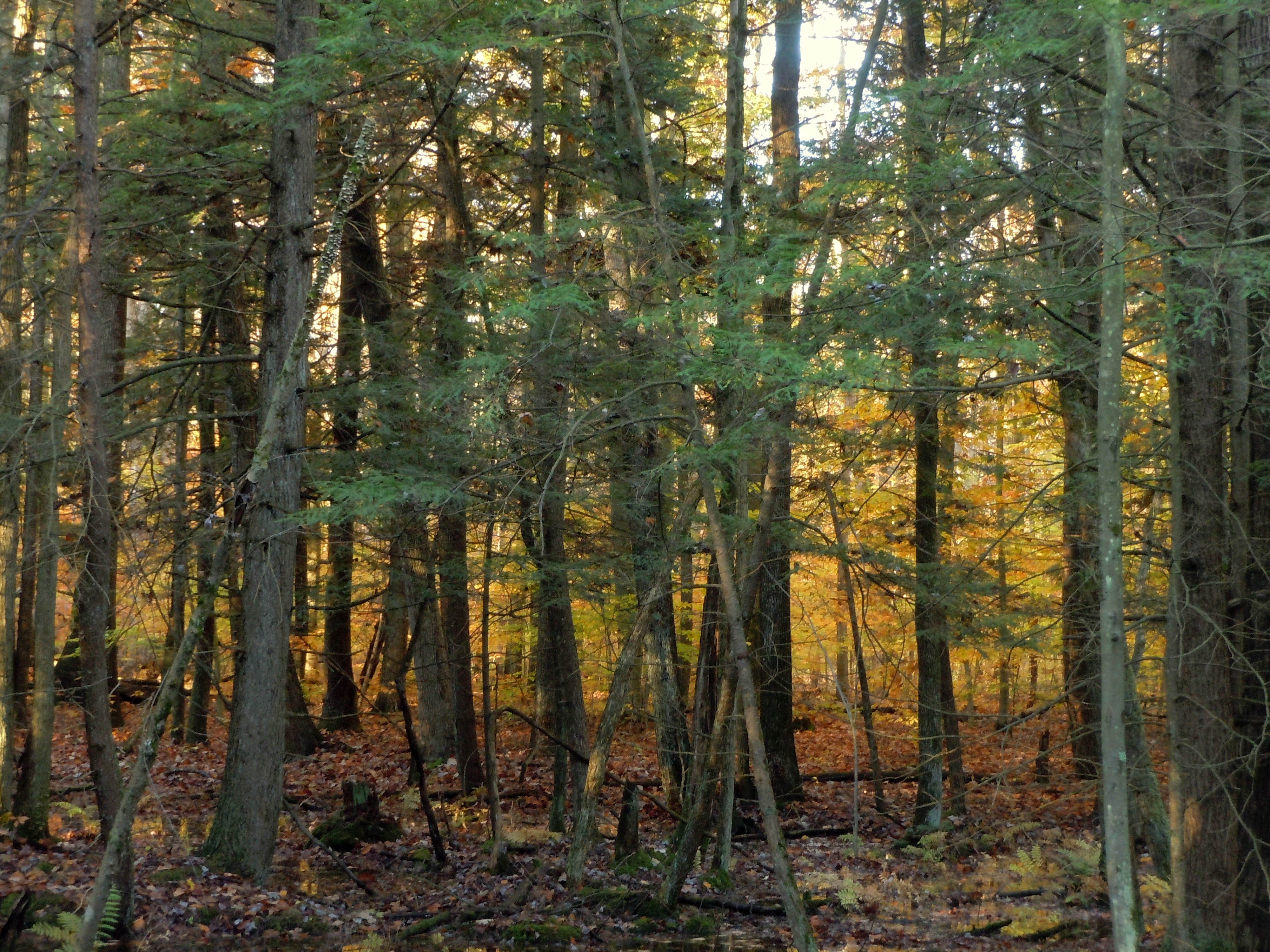 Hemlock-yellow birch swamp at sunset.