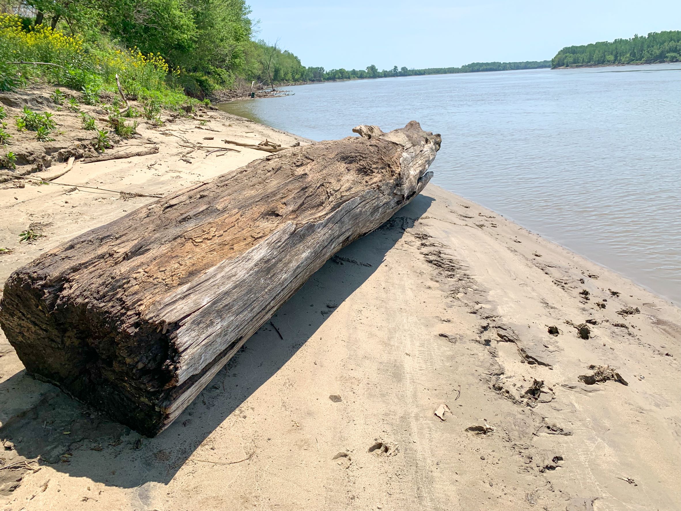 A log laying on the sandy beach along the river. 