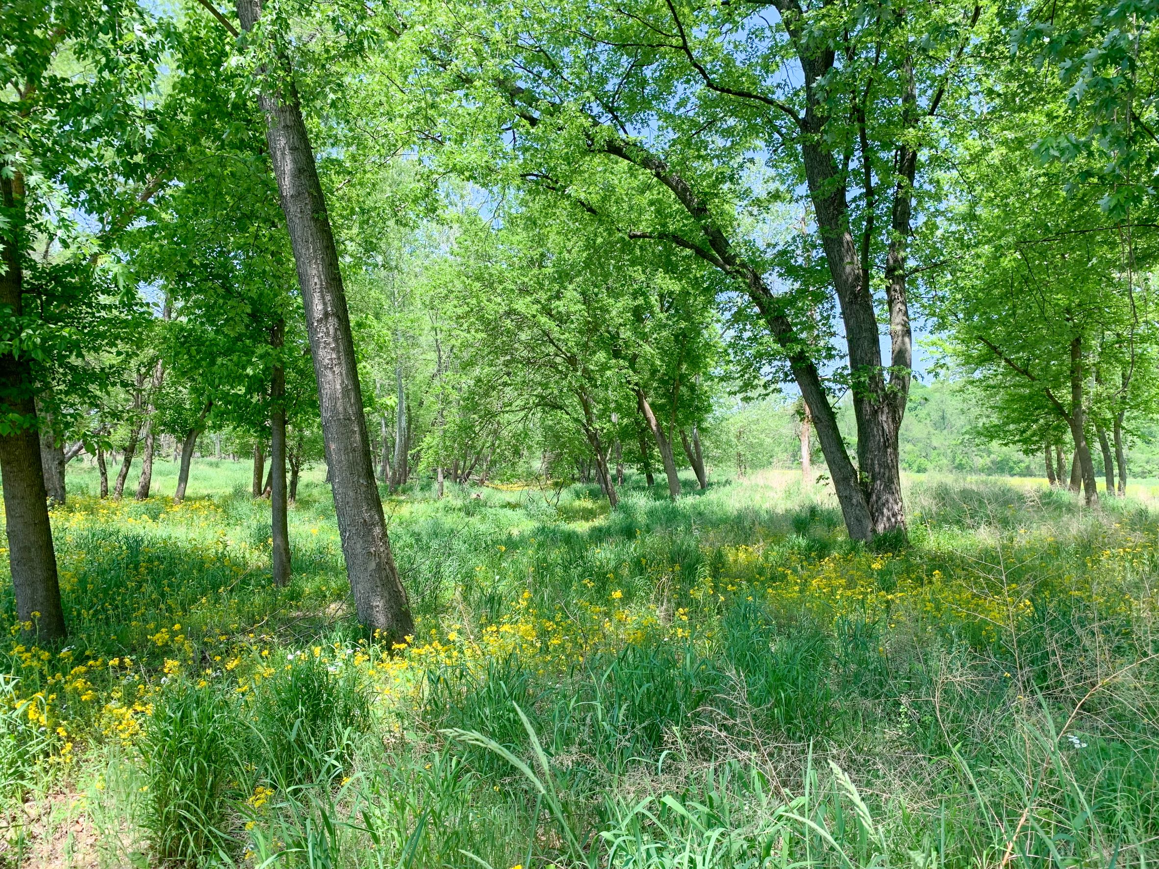 A lightly forested area with native grasses. 