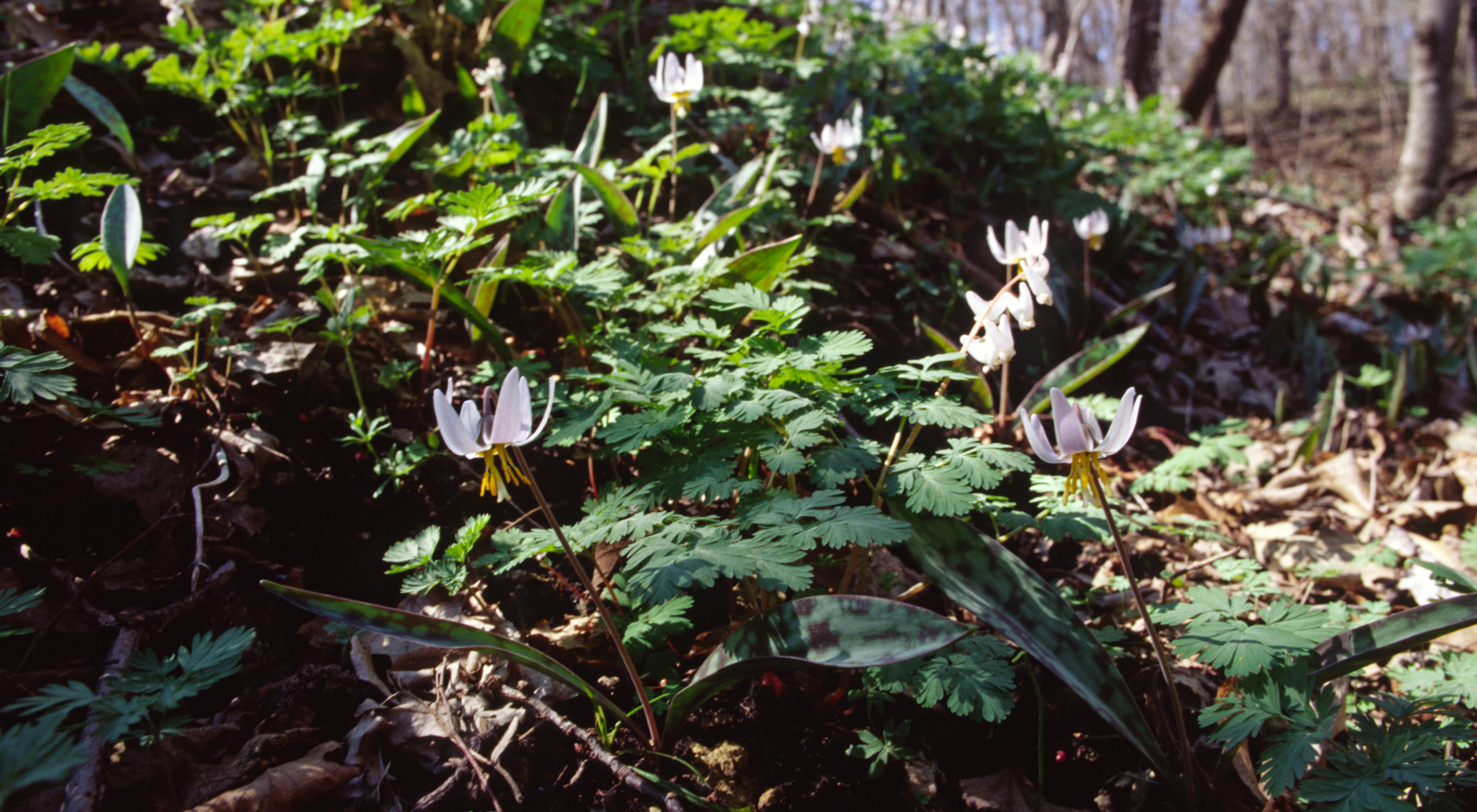 Trout lilies blooming on the forest floor.