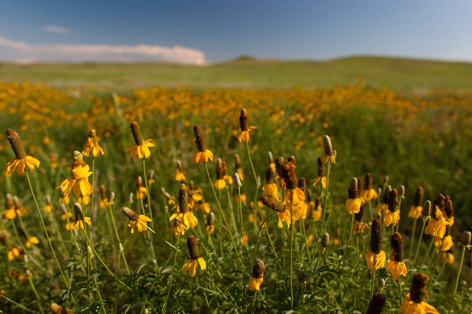 A broad field of gray-headed coneflower.