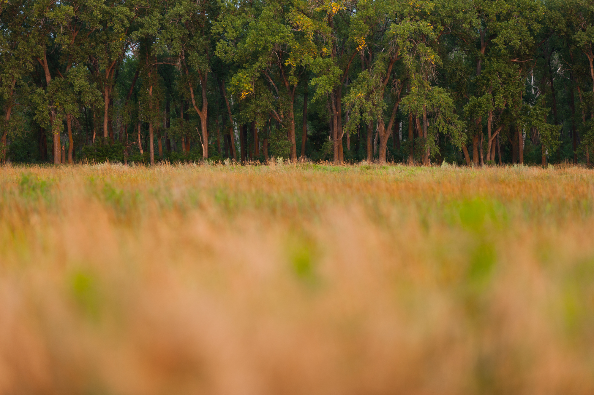 A grove of cottonwood trees stands in the distance with blurred grassland in the foreground.