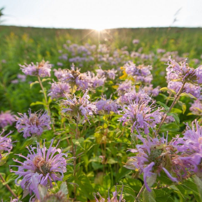 Wild bergamot blooming.