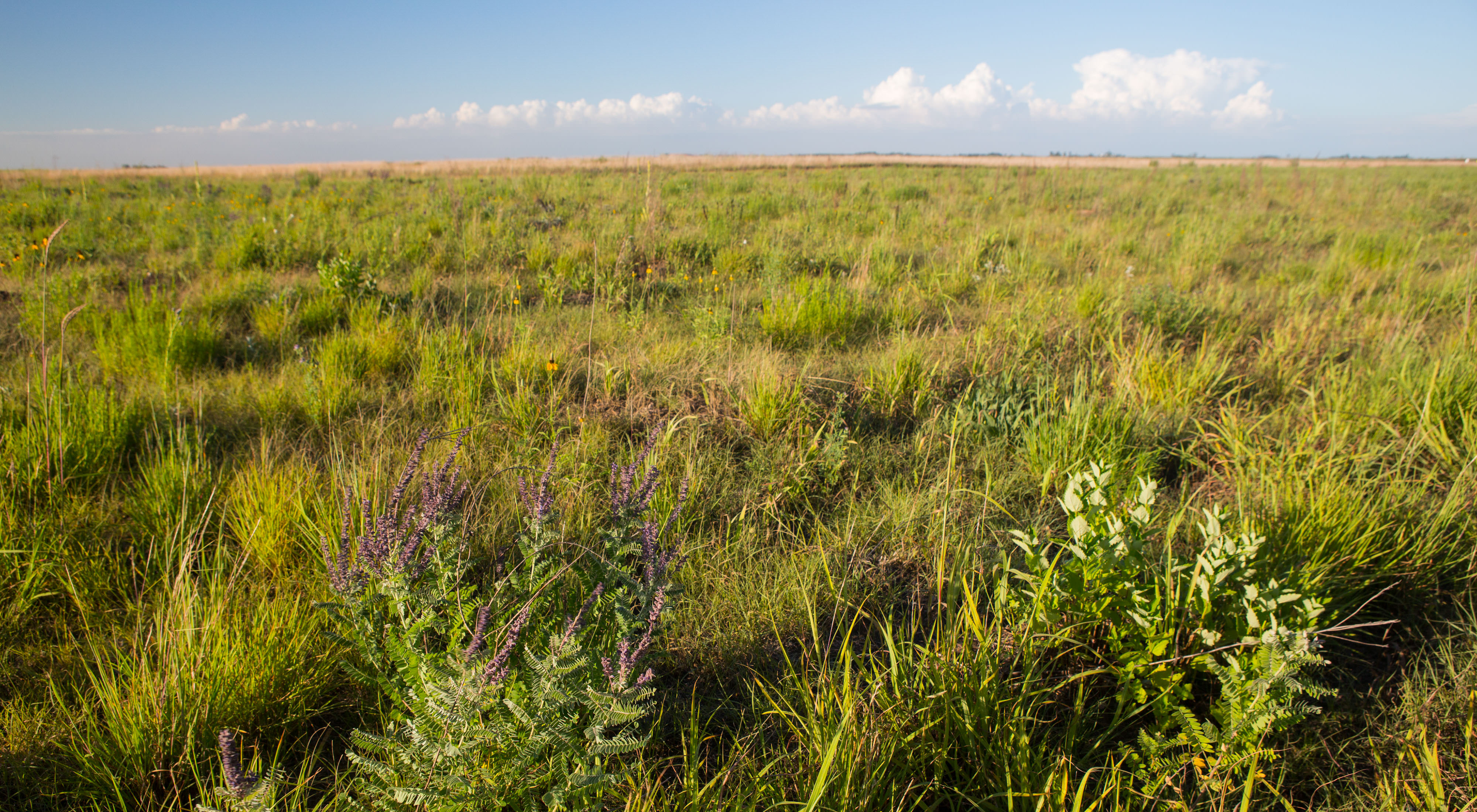 Prairie at Glacial Ridge National Wildlife Refuge.