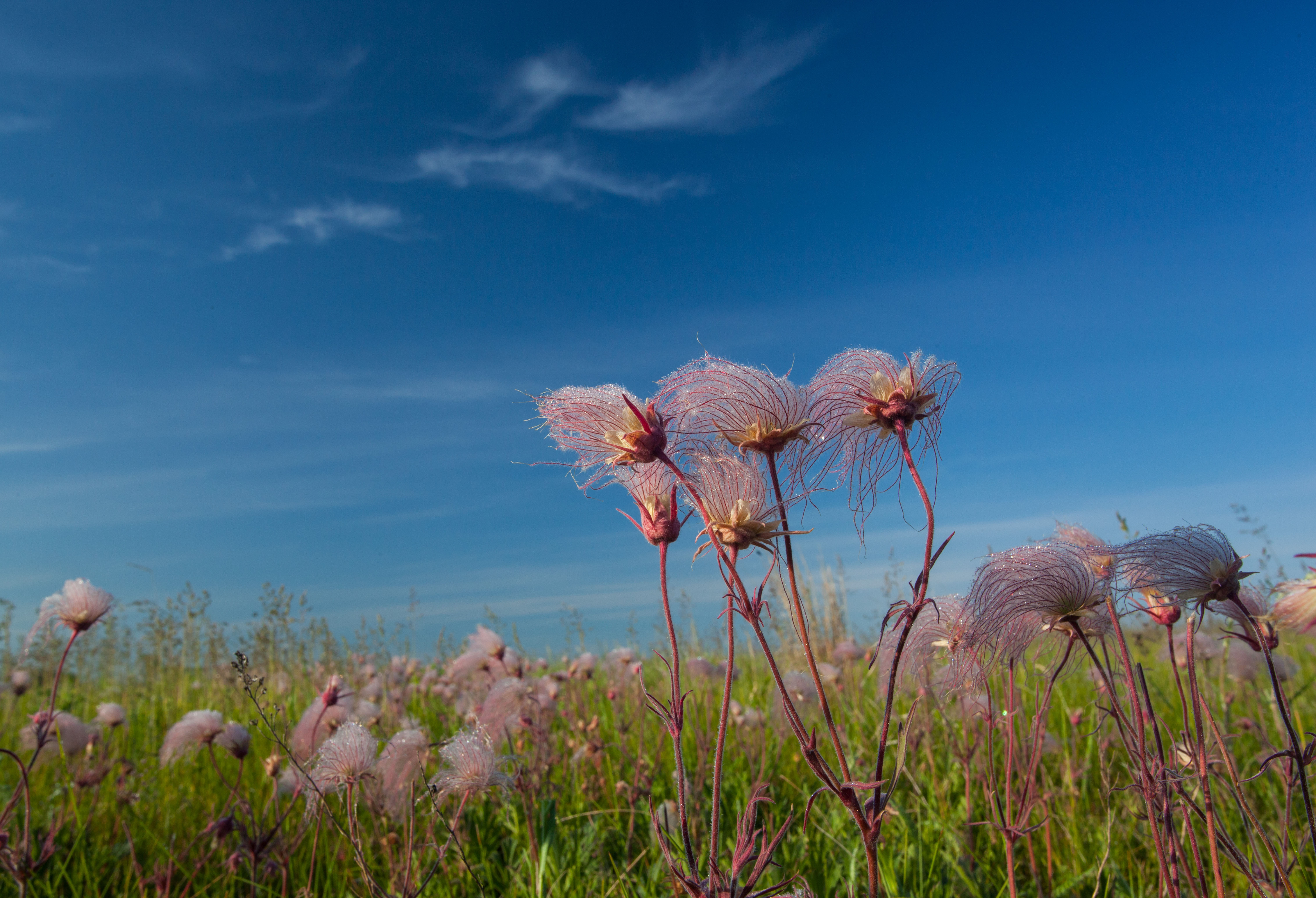 Closeup of wispy purple flowers growing in a field against a clear blue sky.