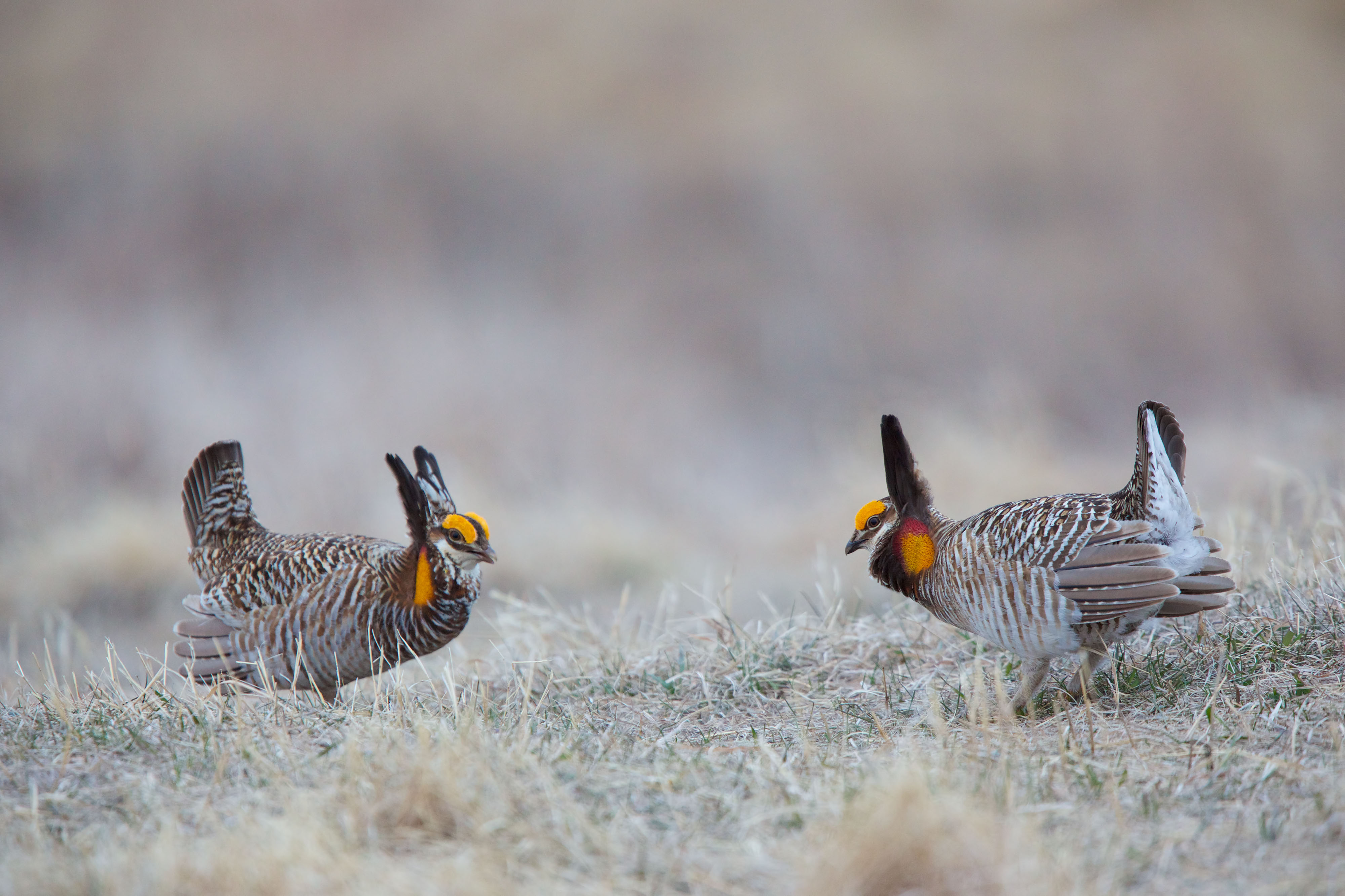 Two male greater prairie chickens face off in a courtship ritual. Both birds have raised neck and tail feathers and wings are straight back.