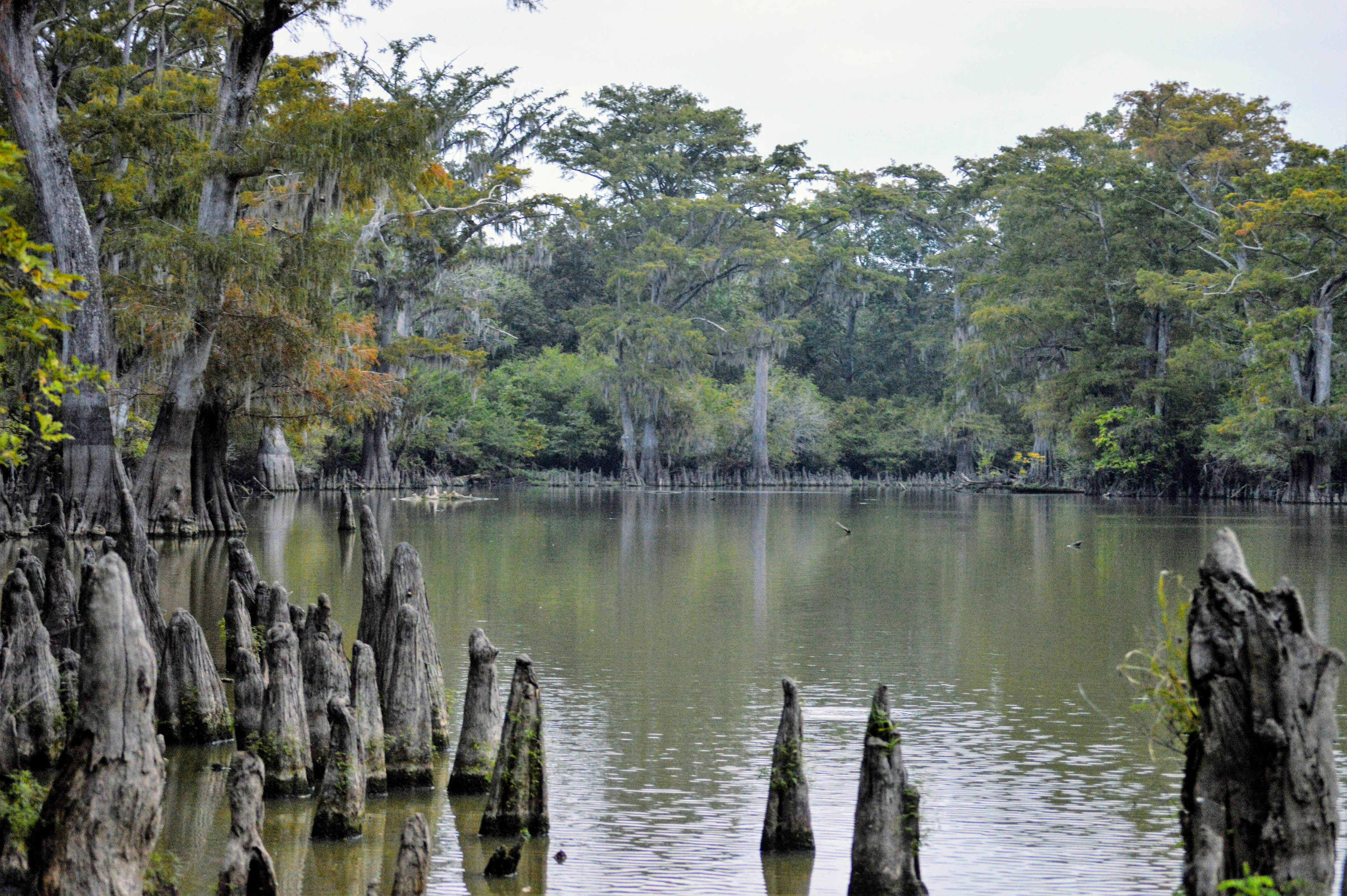 Mississippi delta wetland with cypress knees sticking up from the water.