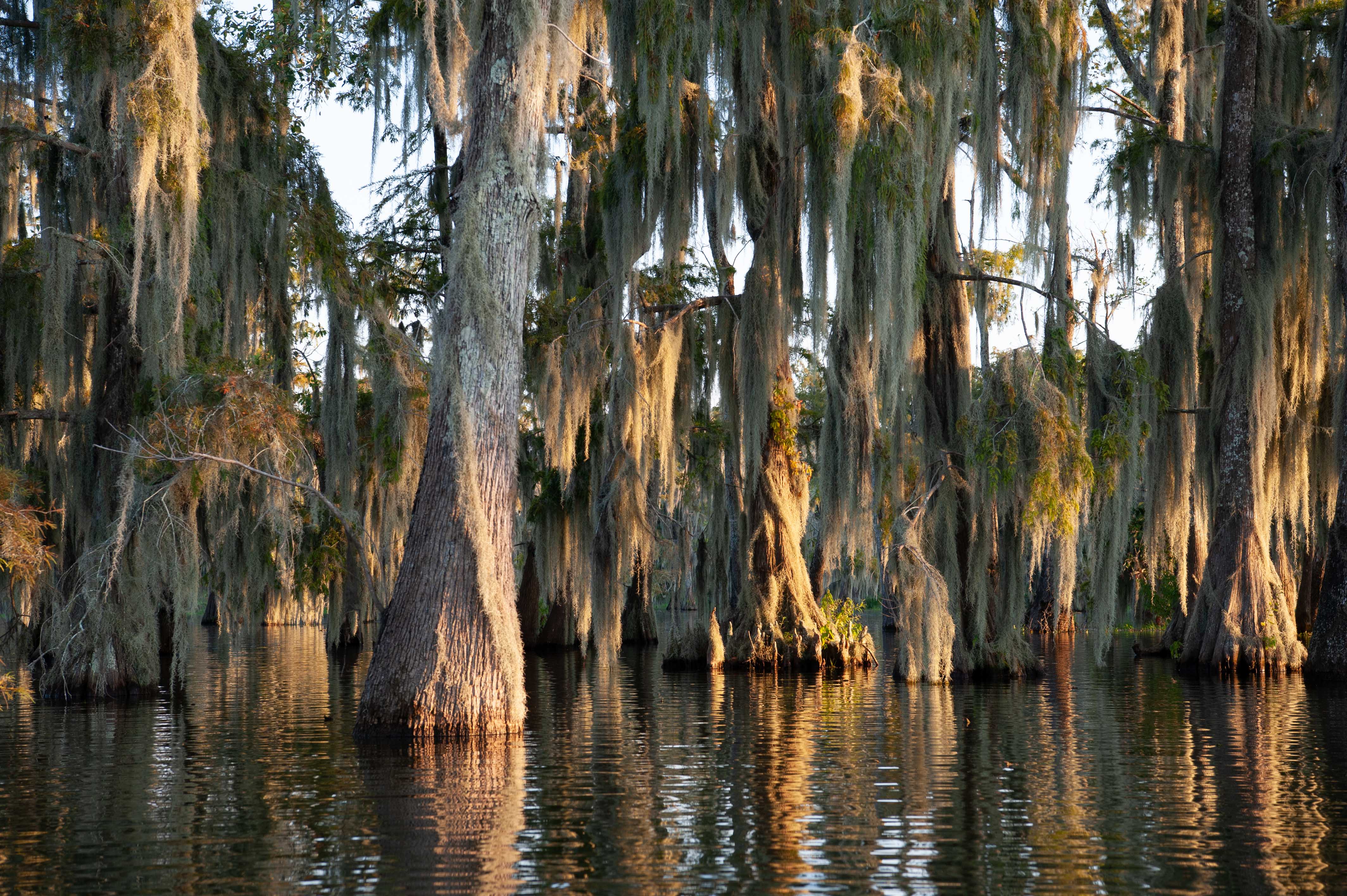 A group of large cypress trees grow in a river in Louisiana.