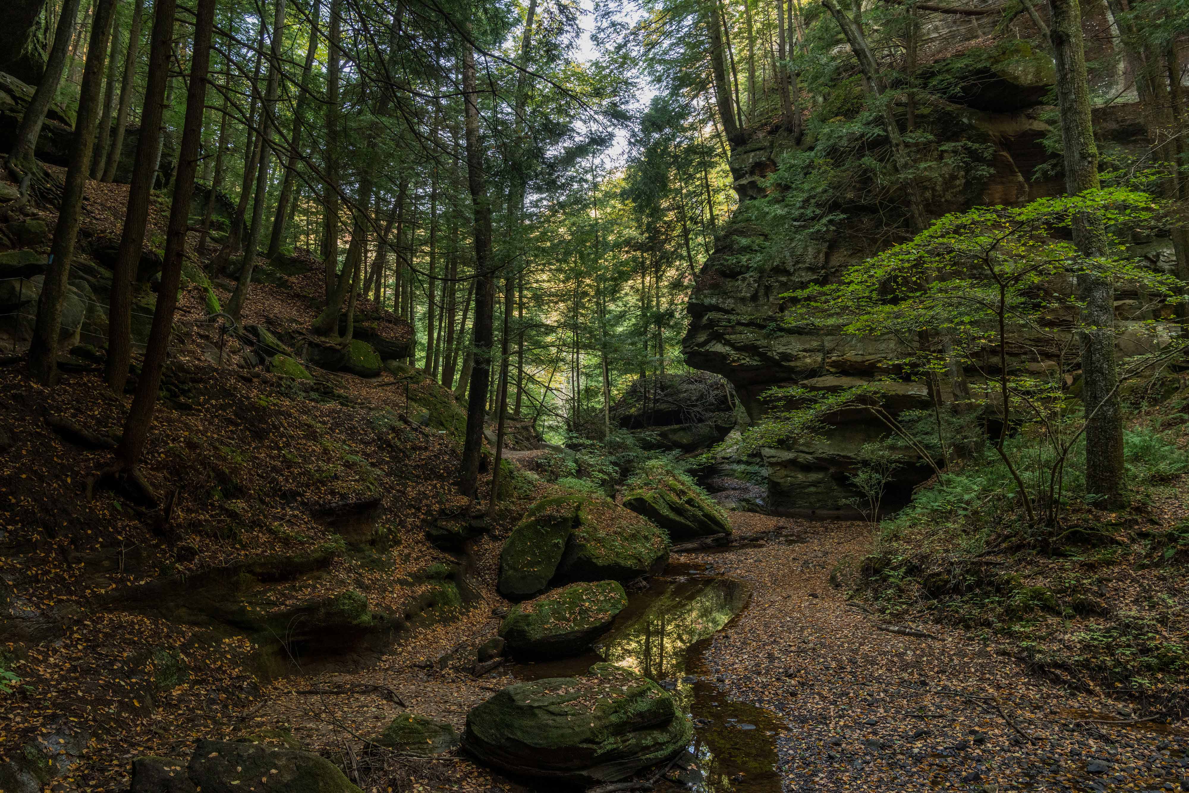 A thin stream runs through a dark forestbed.