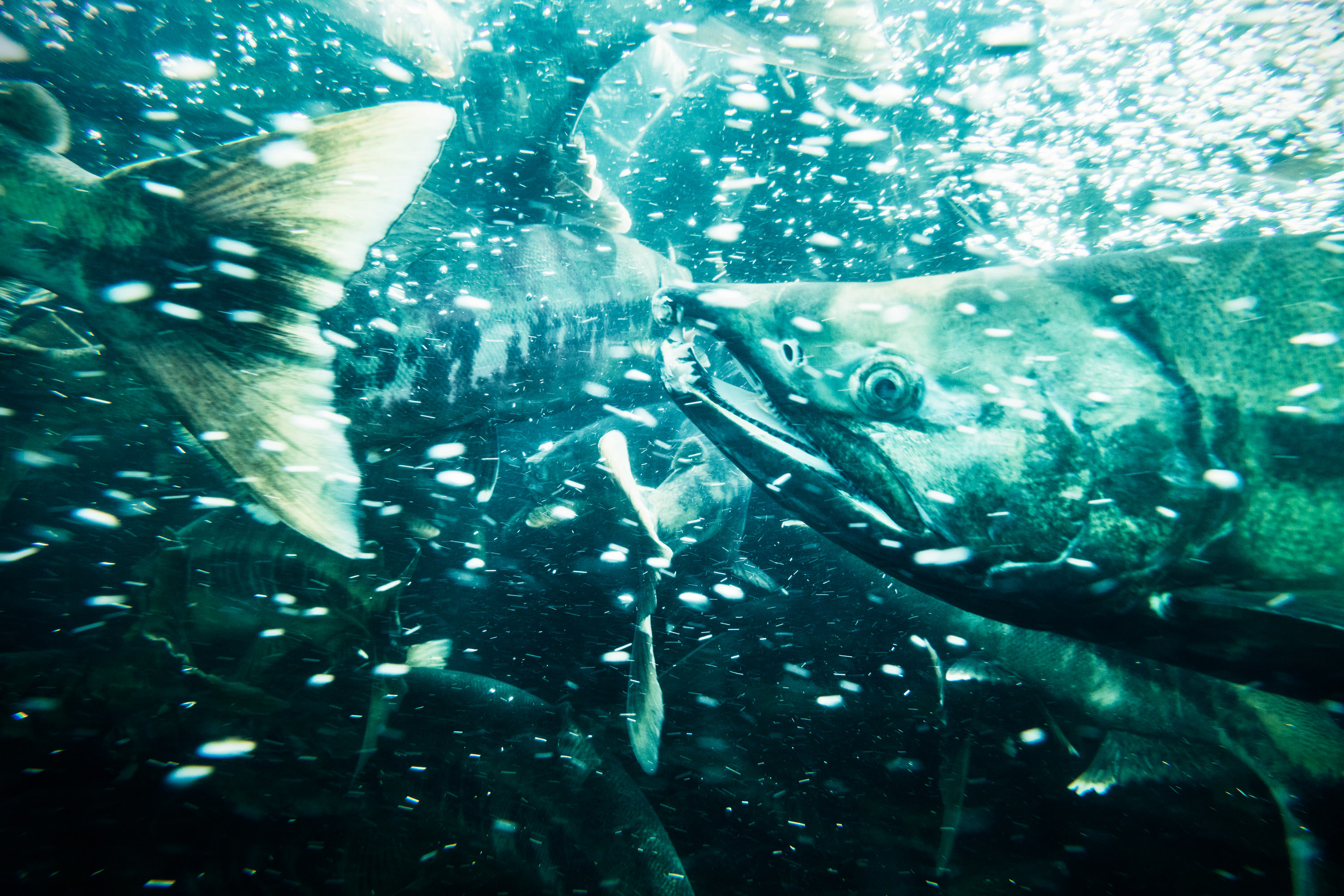 chum salmon swim in alaska stream in tongass national forest