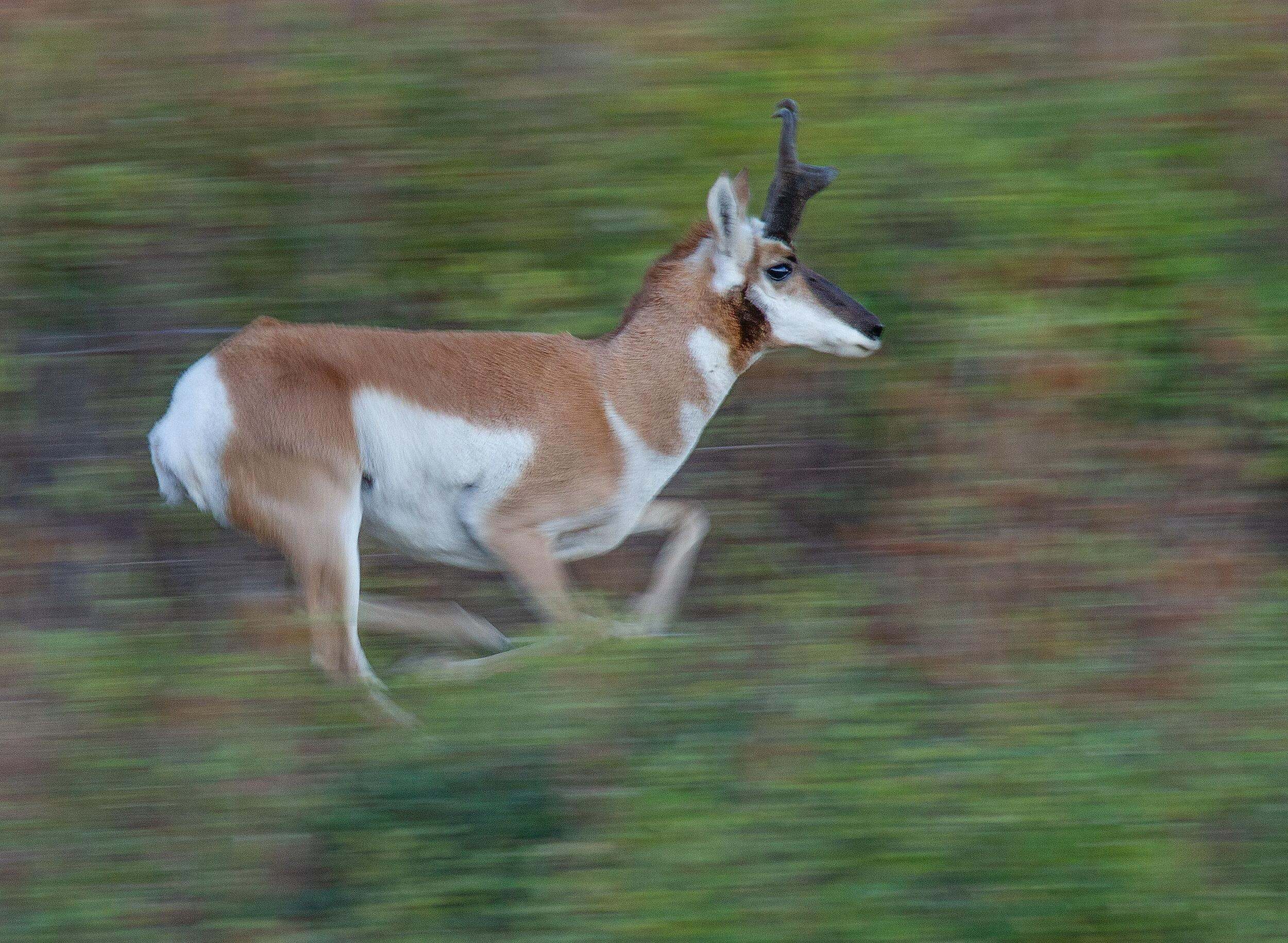 A pronghorn running.