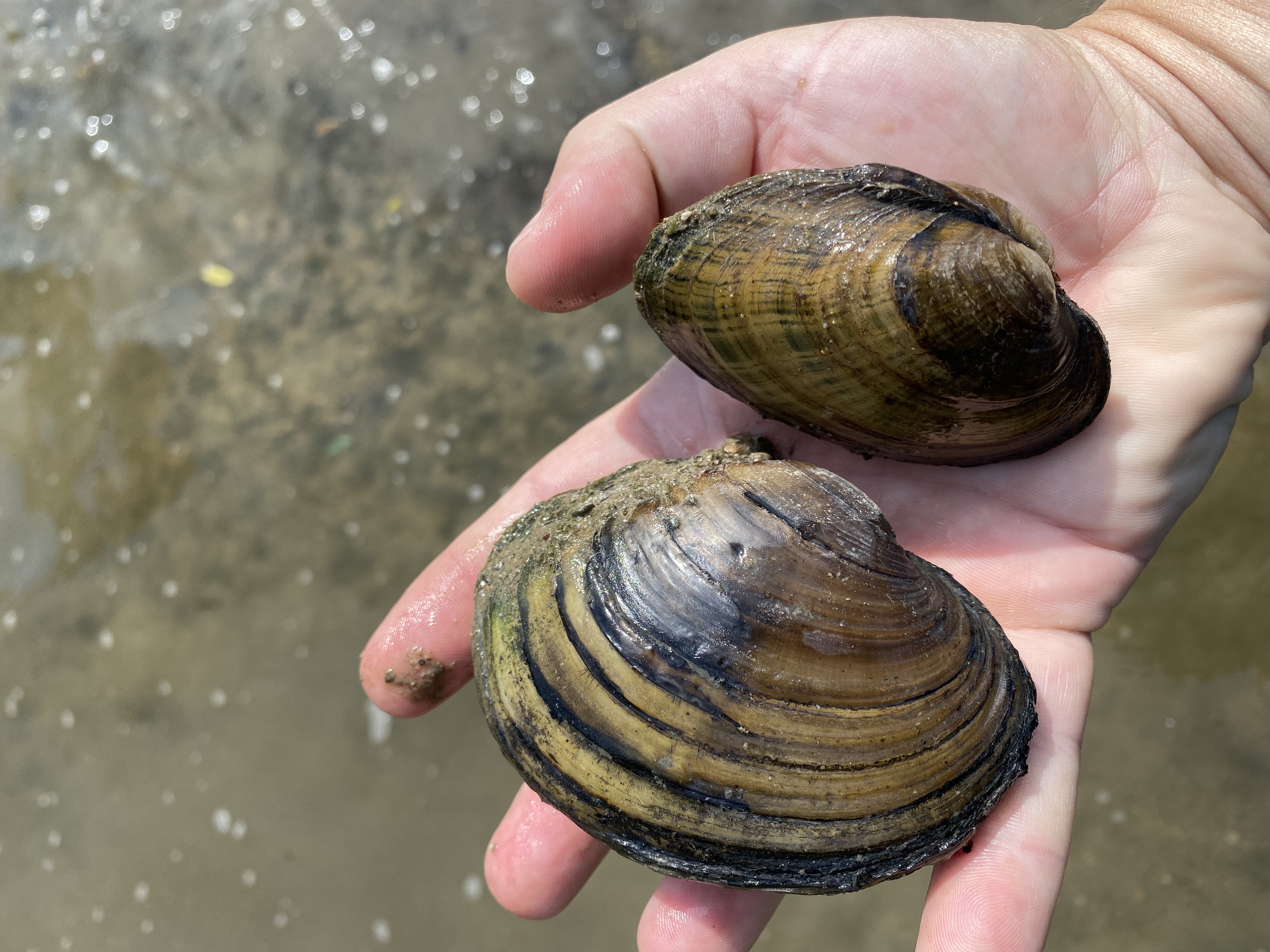 Two freshwater mussels in outstretched hand.