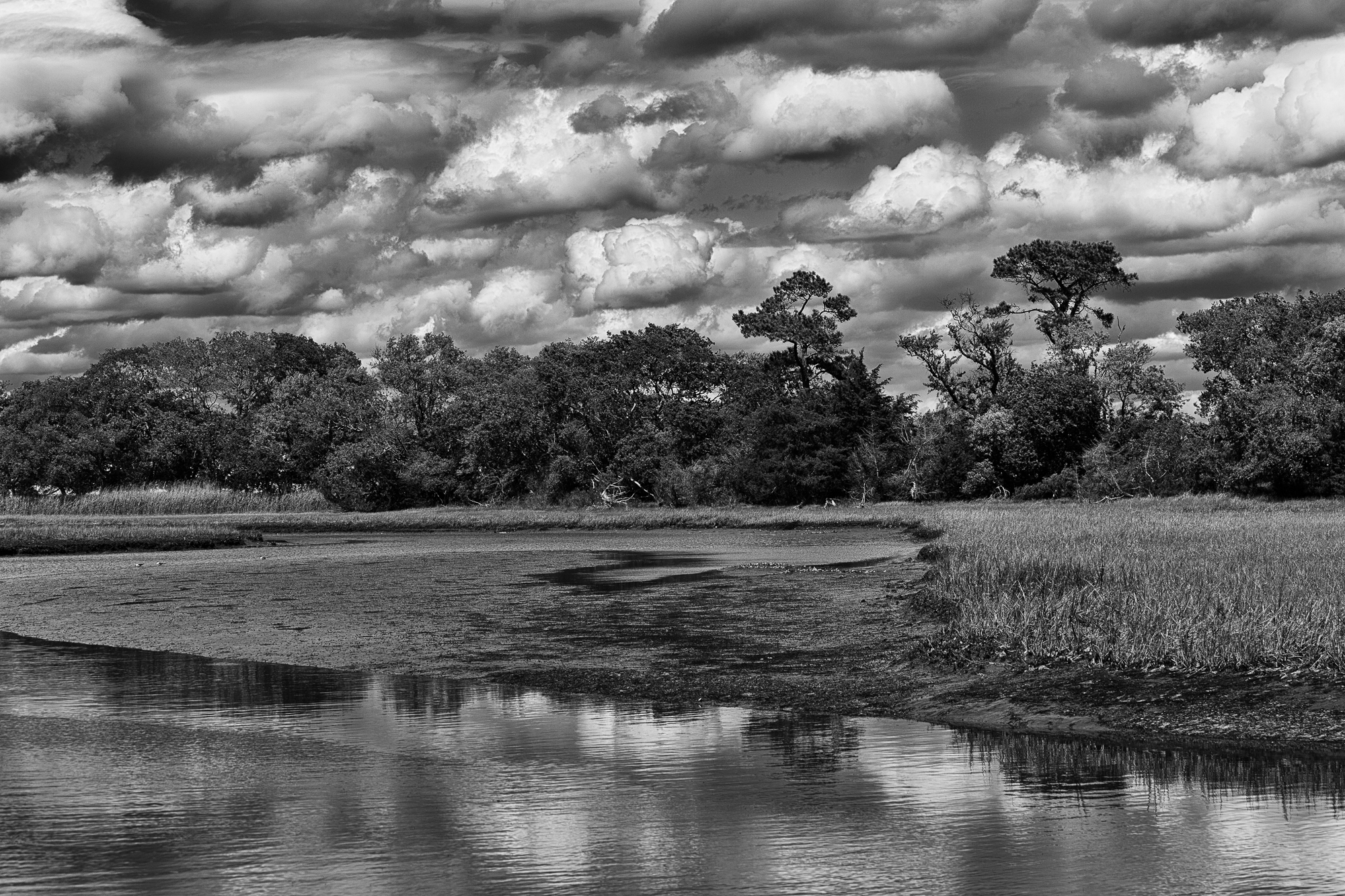 Thick white clouds hang low over a stand of trees along the edge of an open wetland.