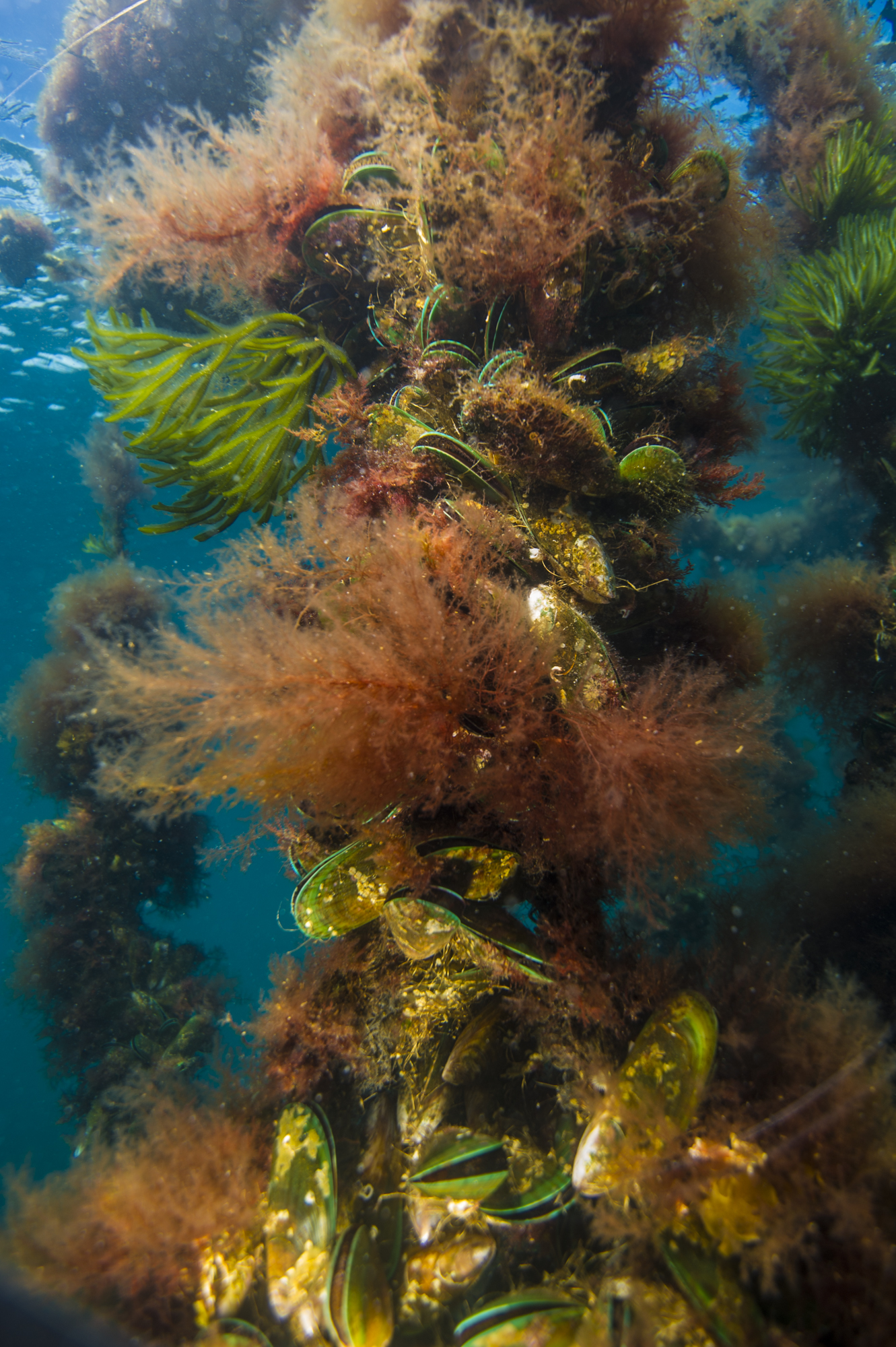 Underwater view of mussels and kelp growing in a column.