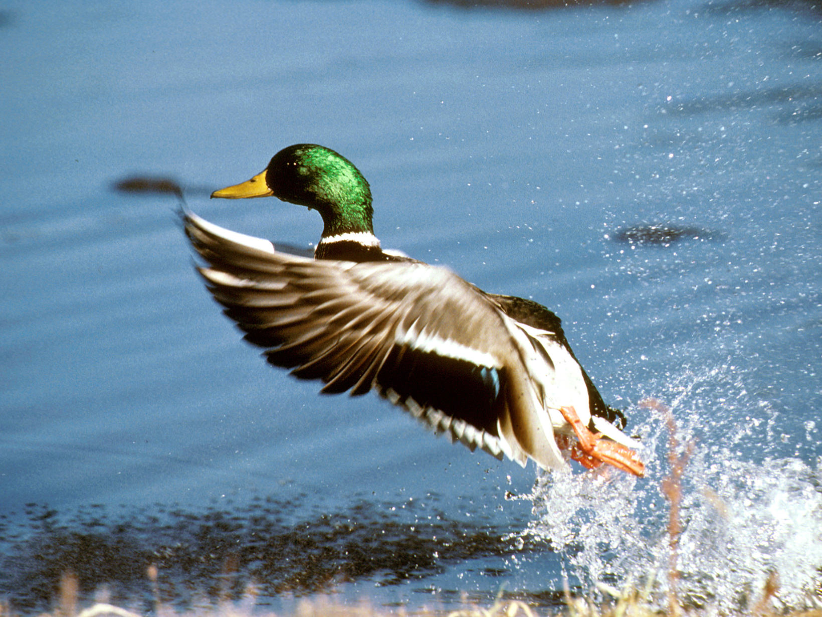 Mallard Drake duck flying out of water