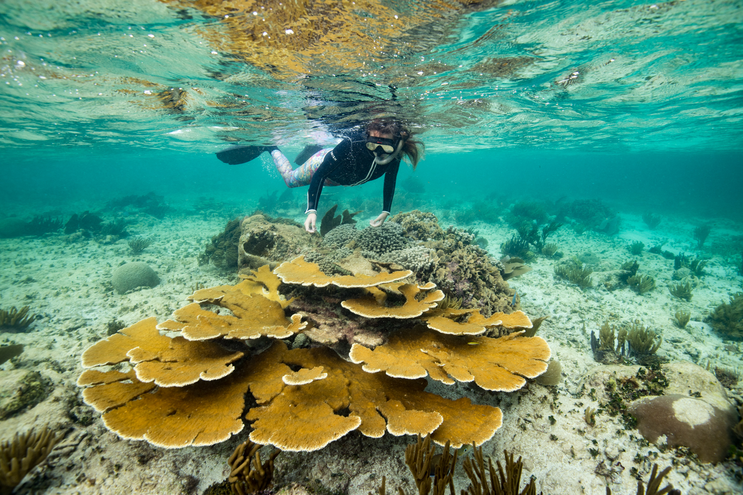 Underwater image of a snorkeler on the reef in Belize.