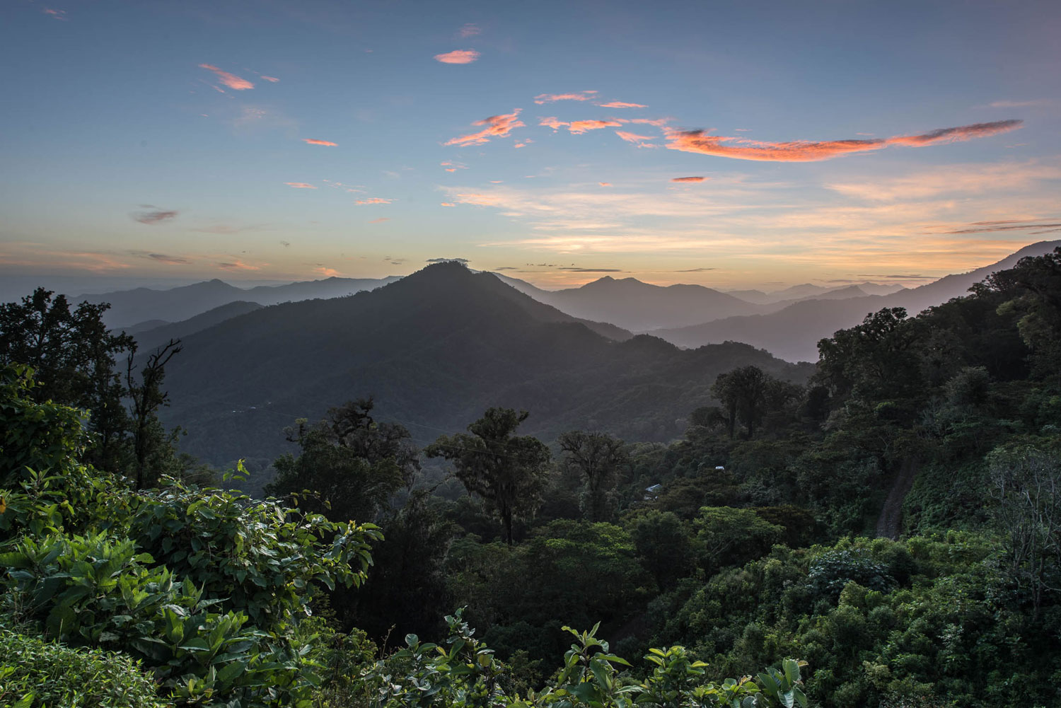 Mountain covered with trees in Mexico