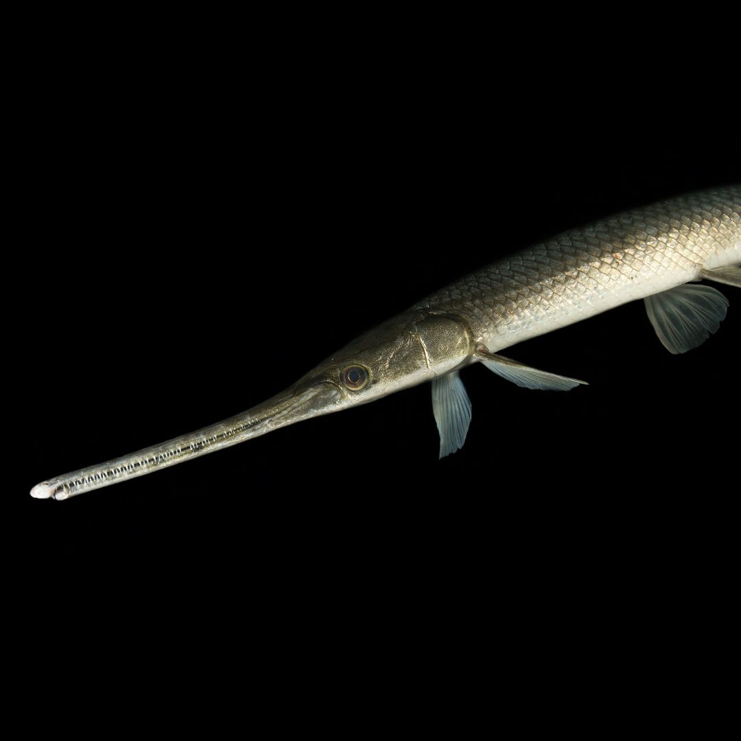 A longnose gar swimming under dark water.