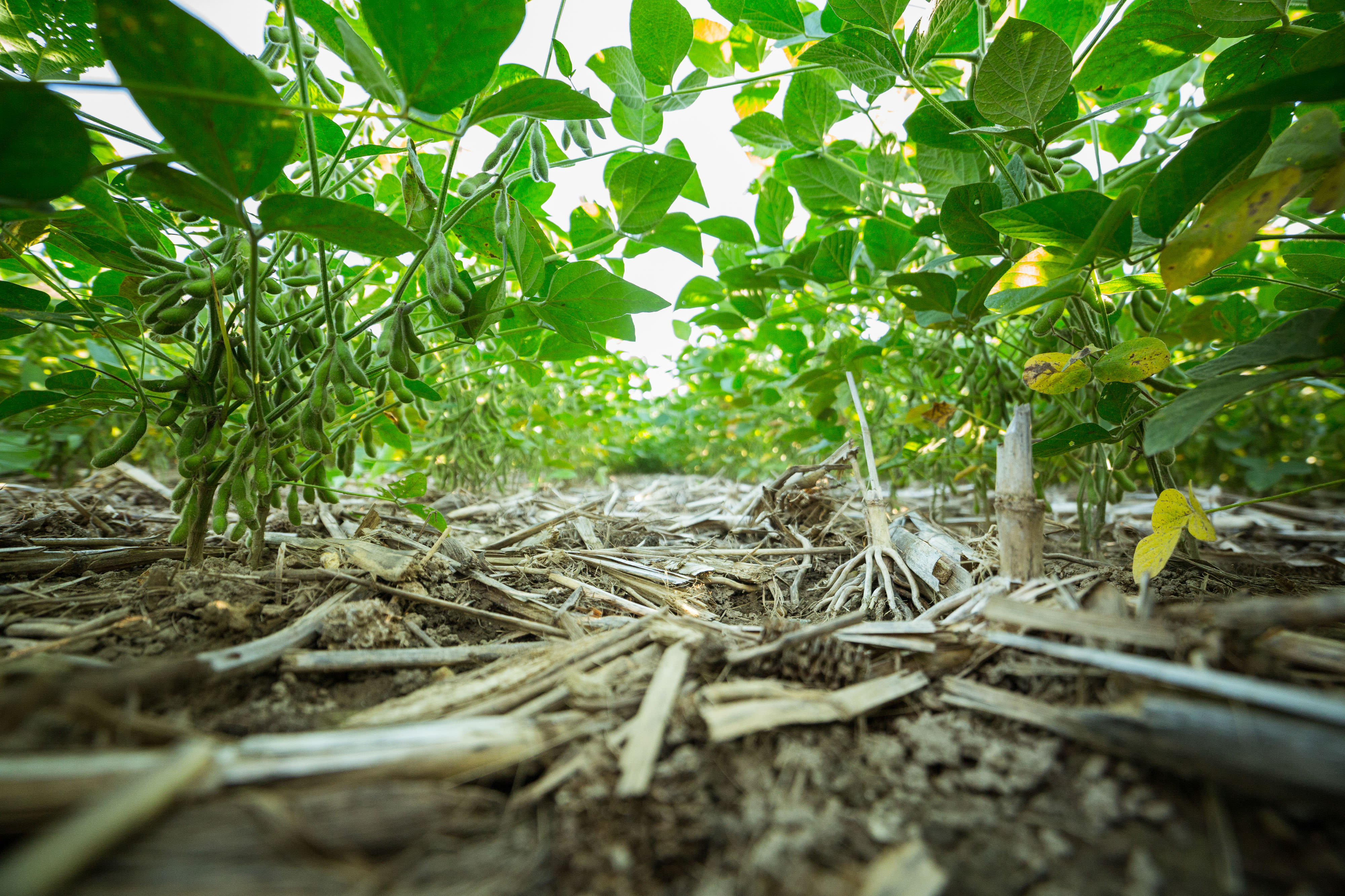 A ground-level view of crops growing from the soil in Saginaw, Michigan. 