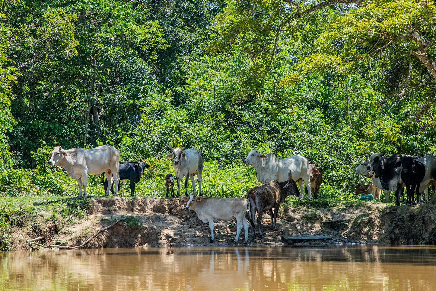 Cattle stands by the river on a deeply eroded land.