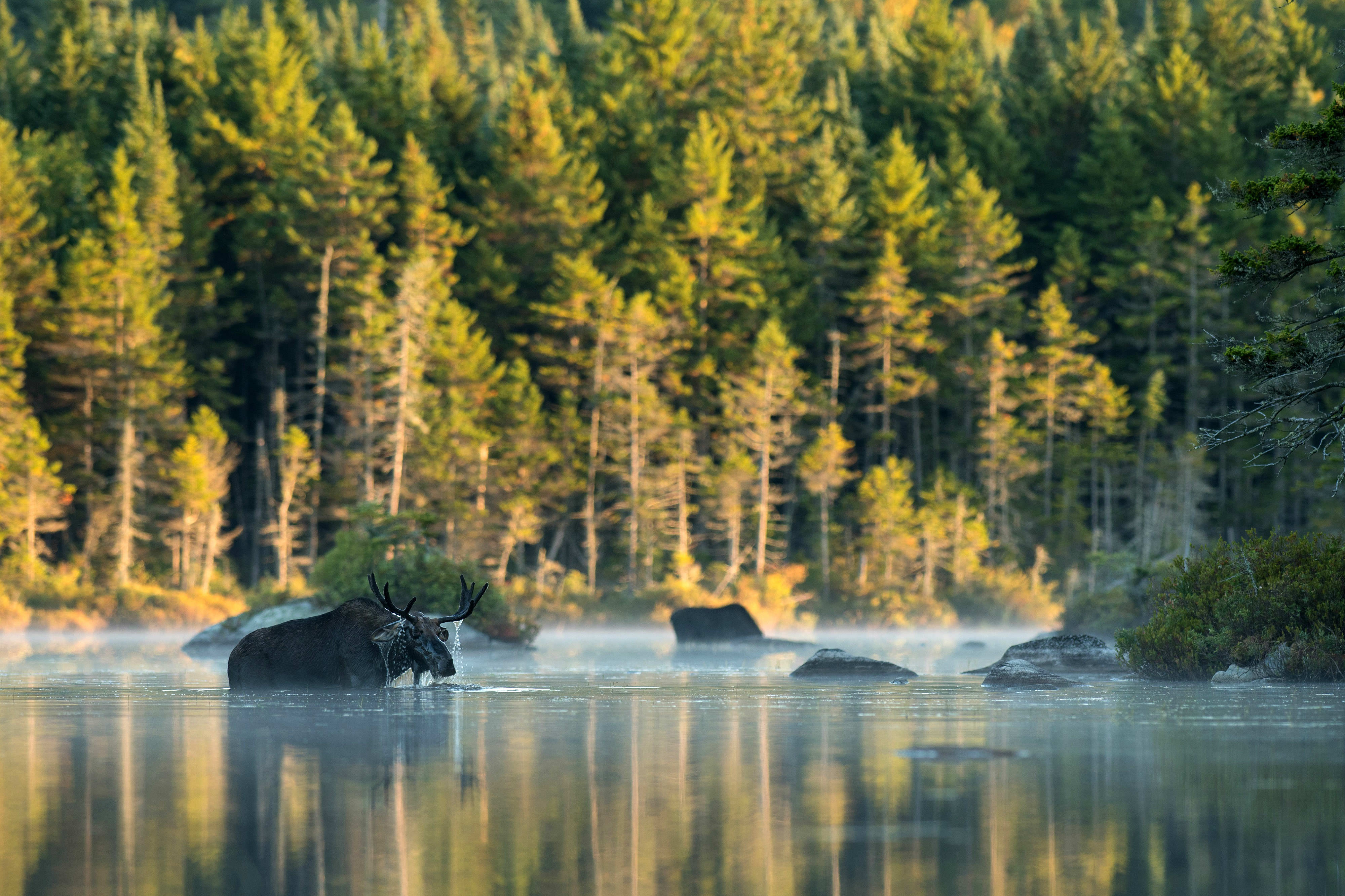 A moose wading chest-high in a river has water dripping from its antlers.