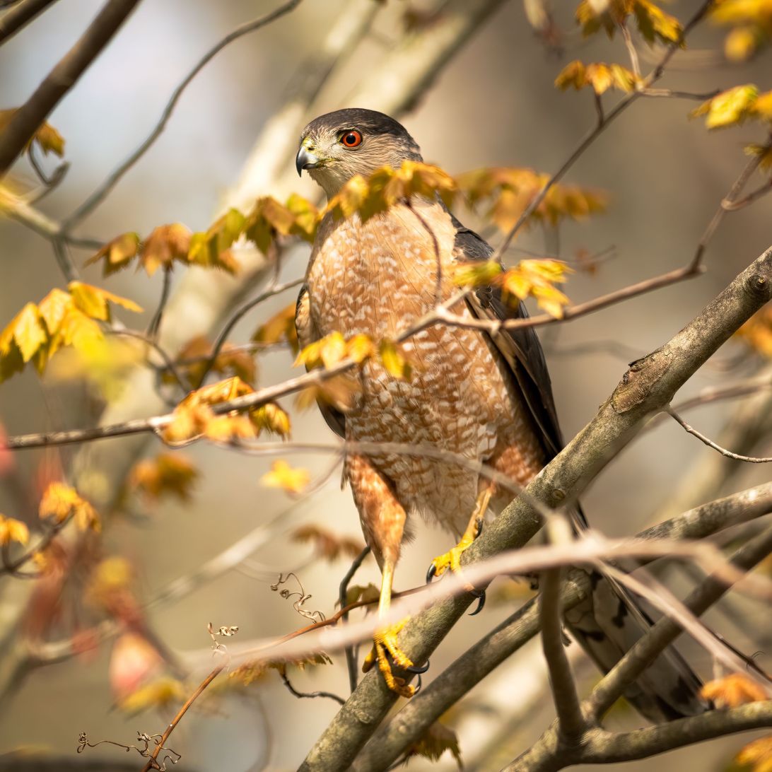 A brown bird perched on a branch peers over other branches with yellow leaves. 