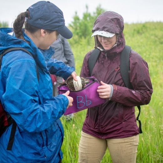 A person places a turtle into a purple pouch held by another person.