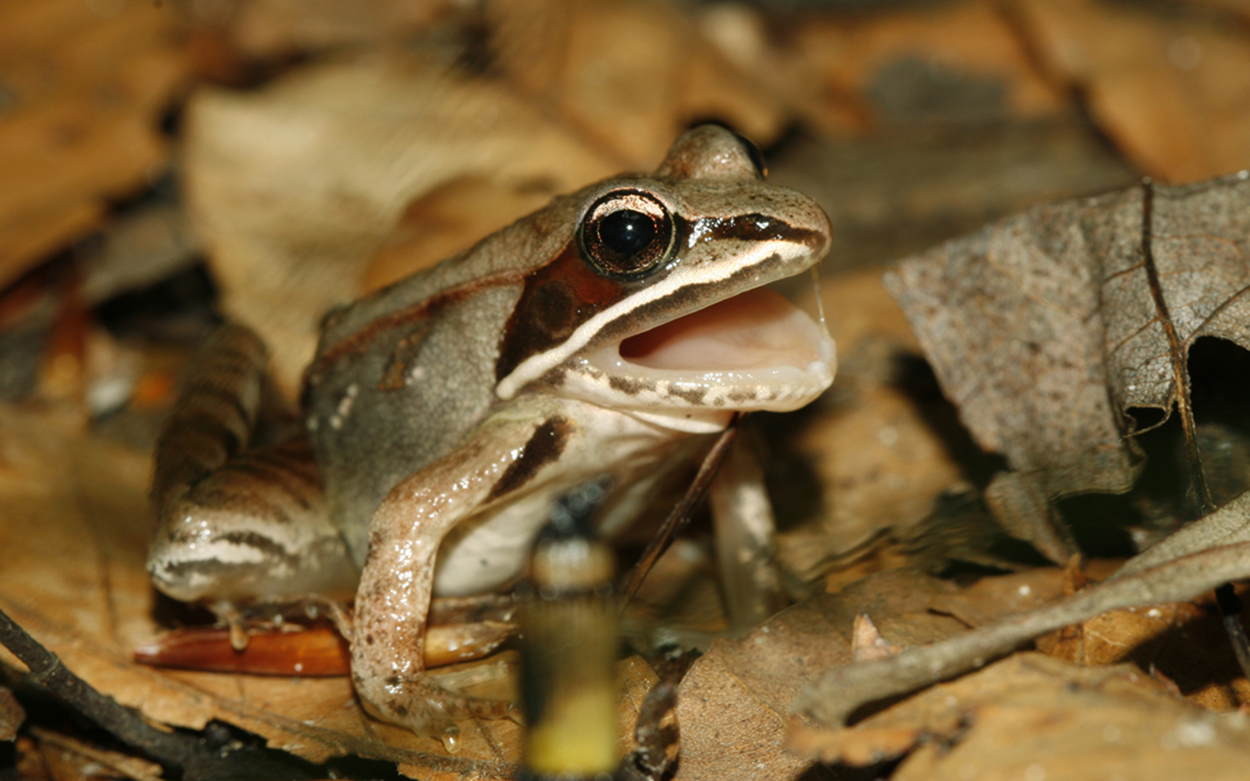 A black and brown frog sits with its mouth open.