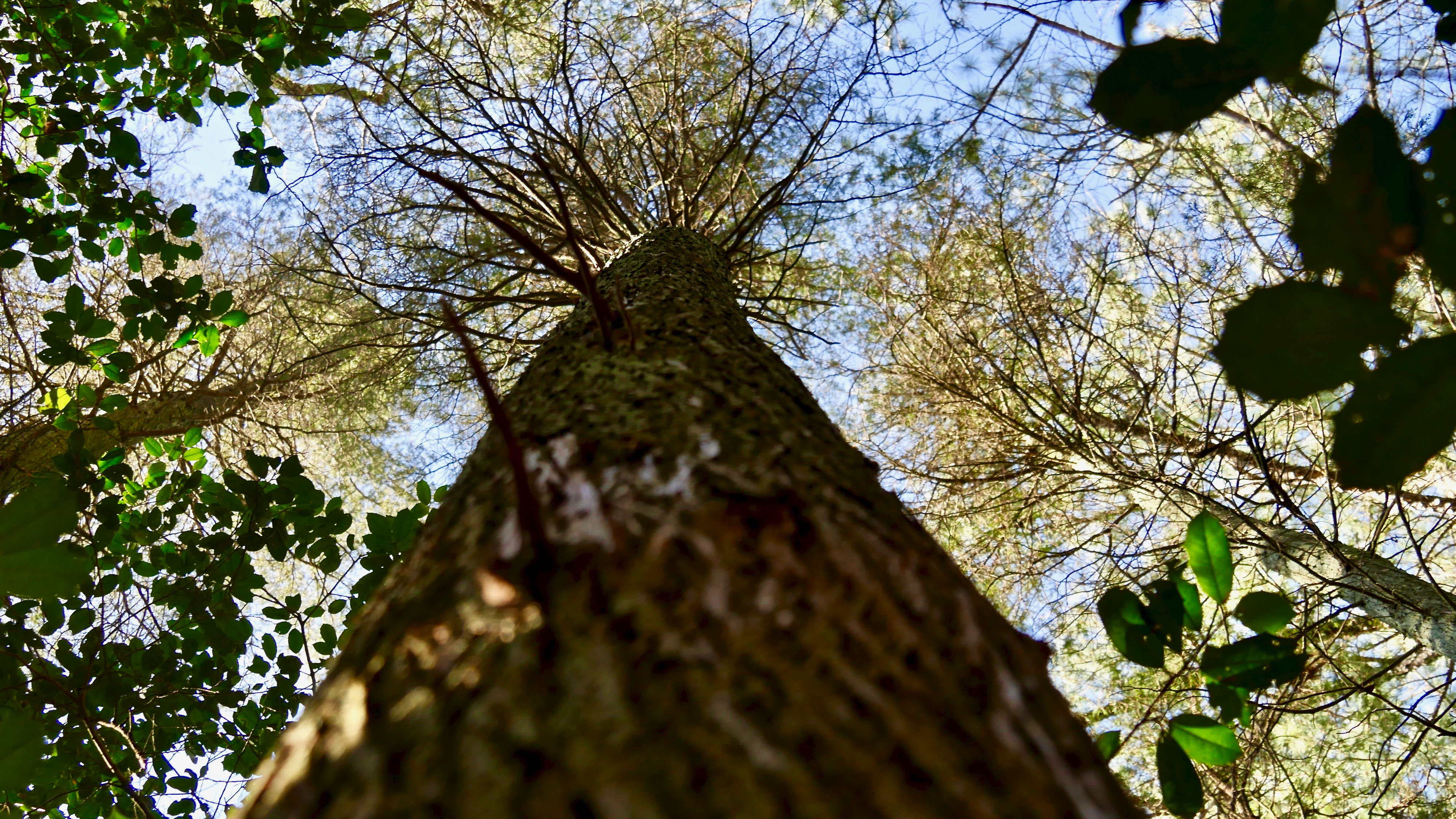 Looking up along the rough bark of an Atlantic White cedar tree into the spreading branches of its crown.