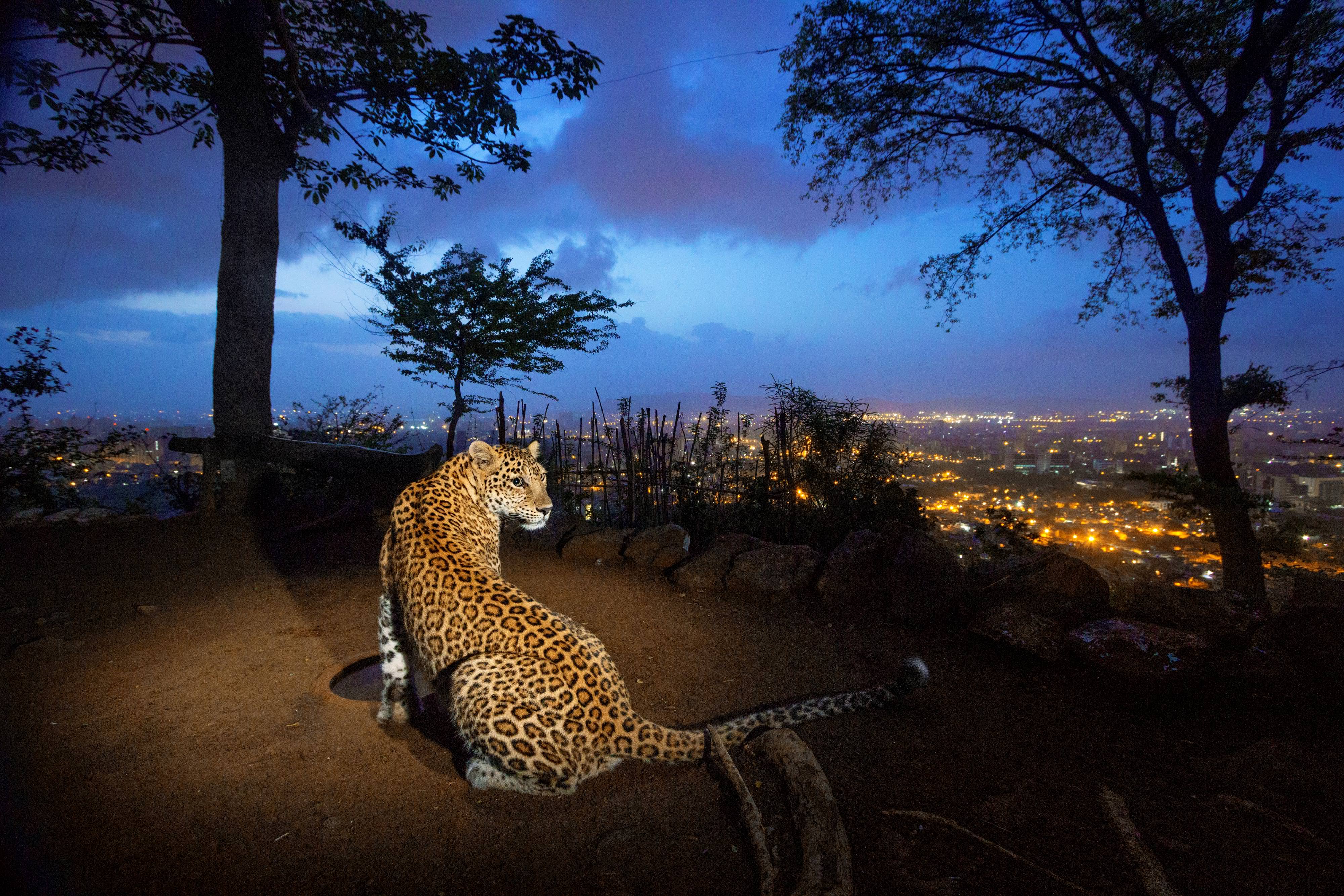 On a hill overlooking Mumbai, a man-made water hole attracts one of an estimated 35 leopards living in and around Sanjay Gandhi National Park, India.