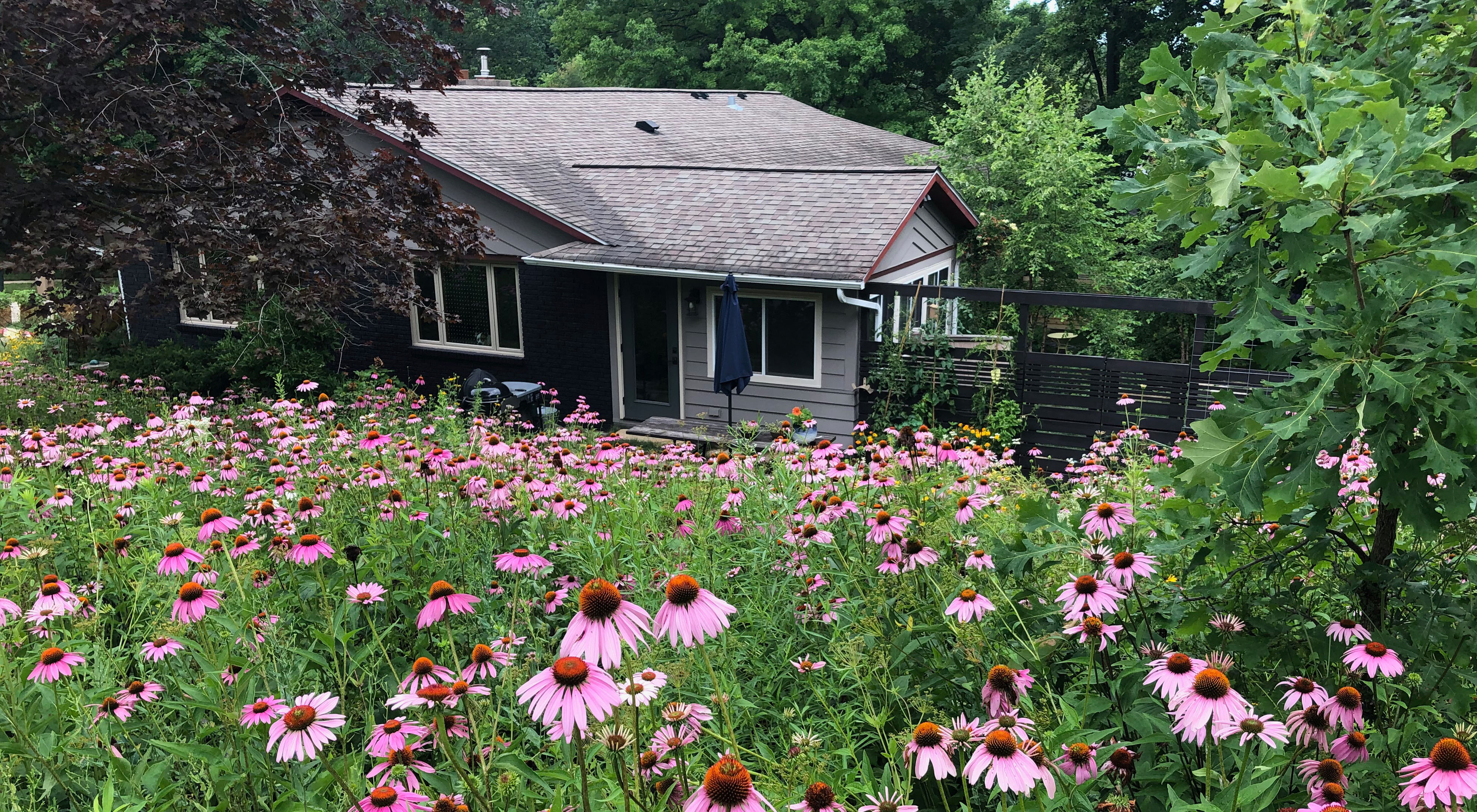 A house sits among a field of purple coneflowers. 