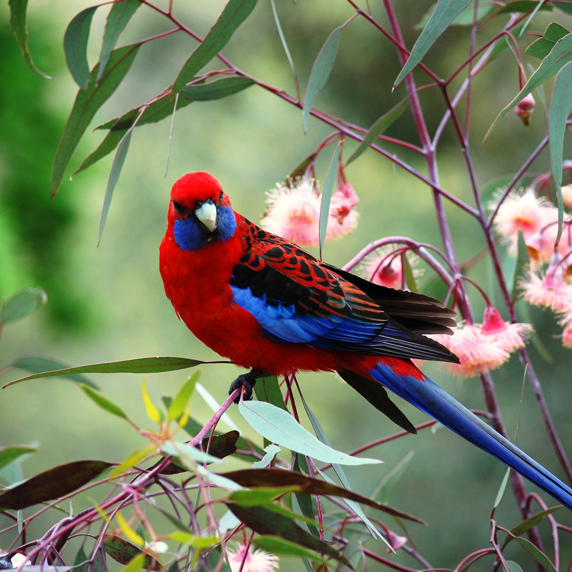 close up view of colorful red and blue bird on branch