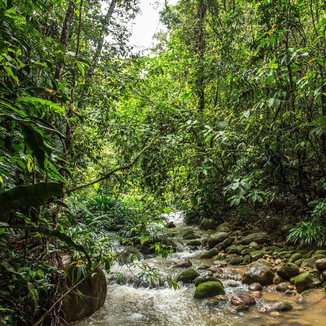 an overgrown forest surrounding a small, rocky stream