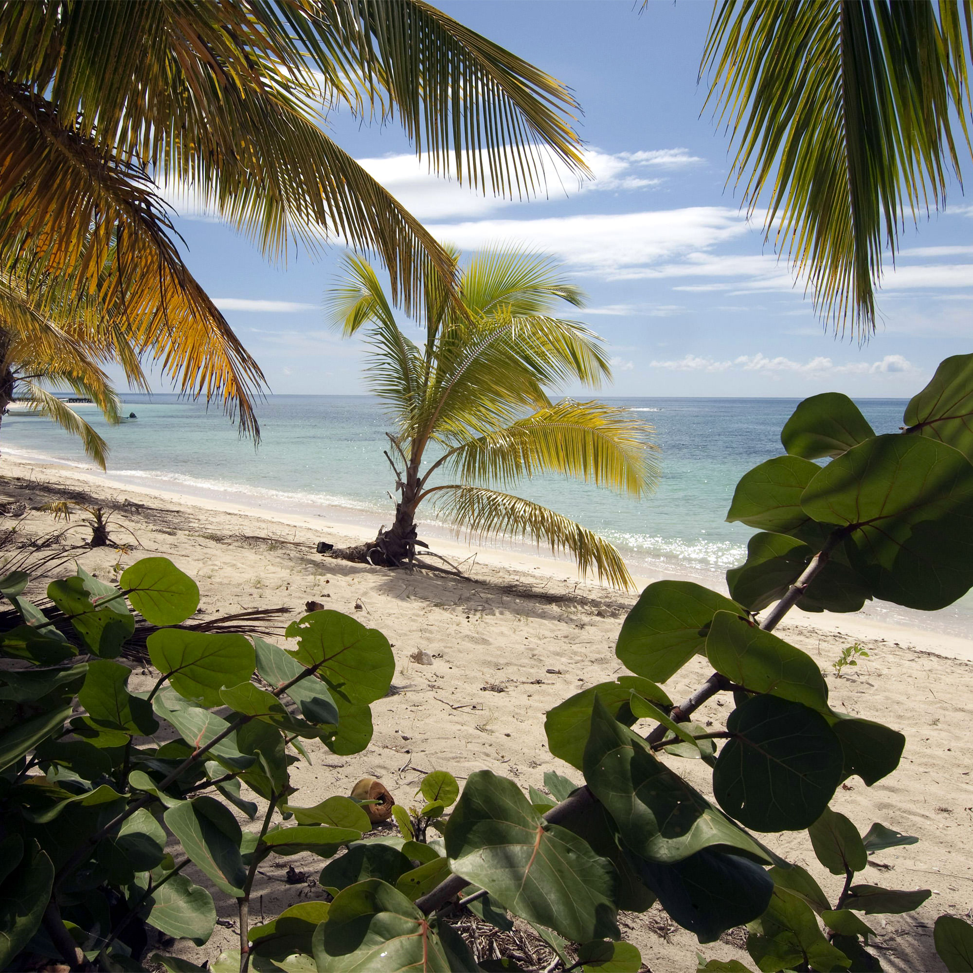 palm trees on a sandy beach with blue water