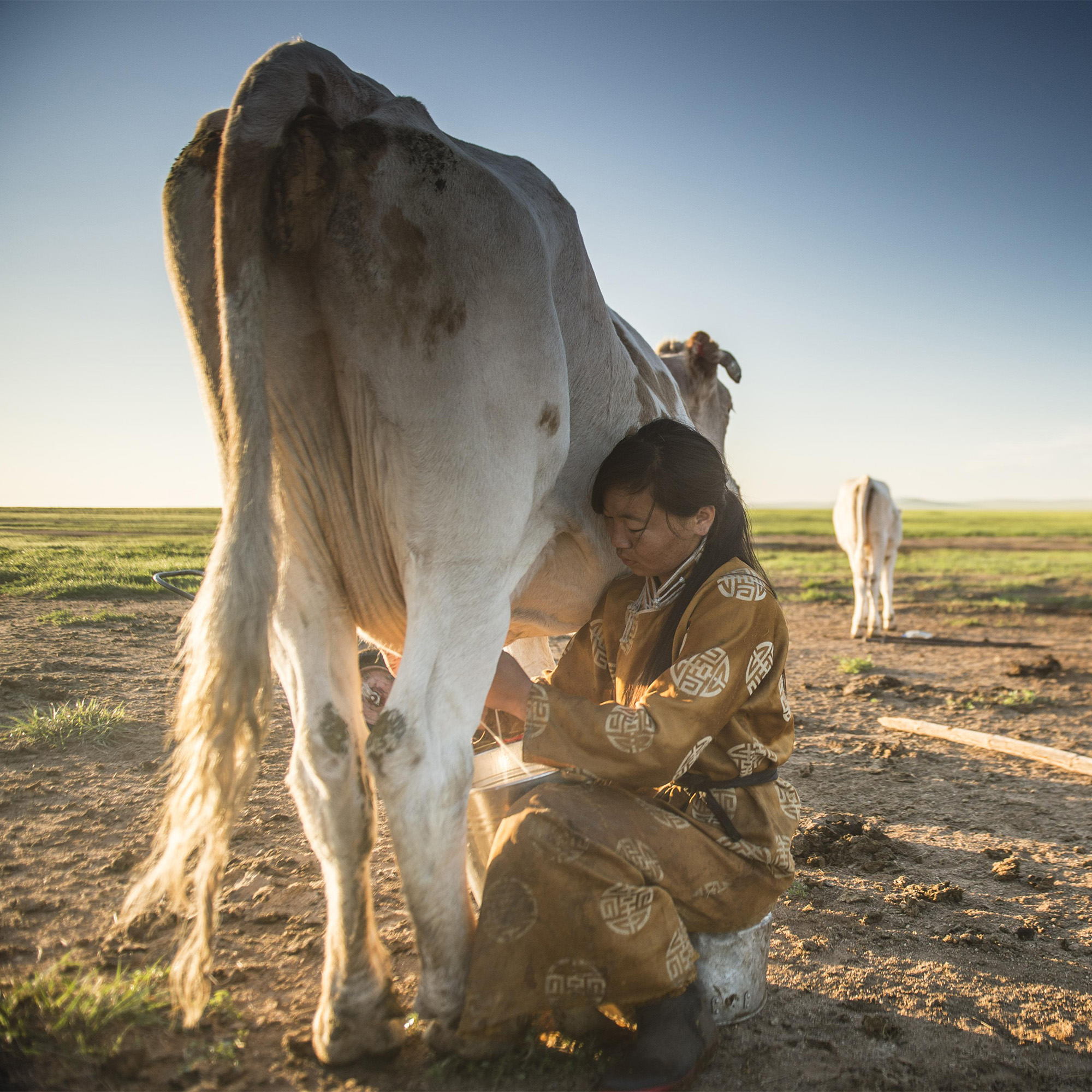 portrait of woman sitting on ground milking a cow