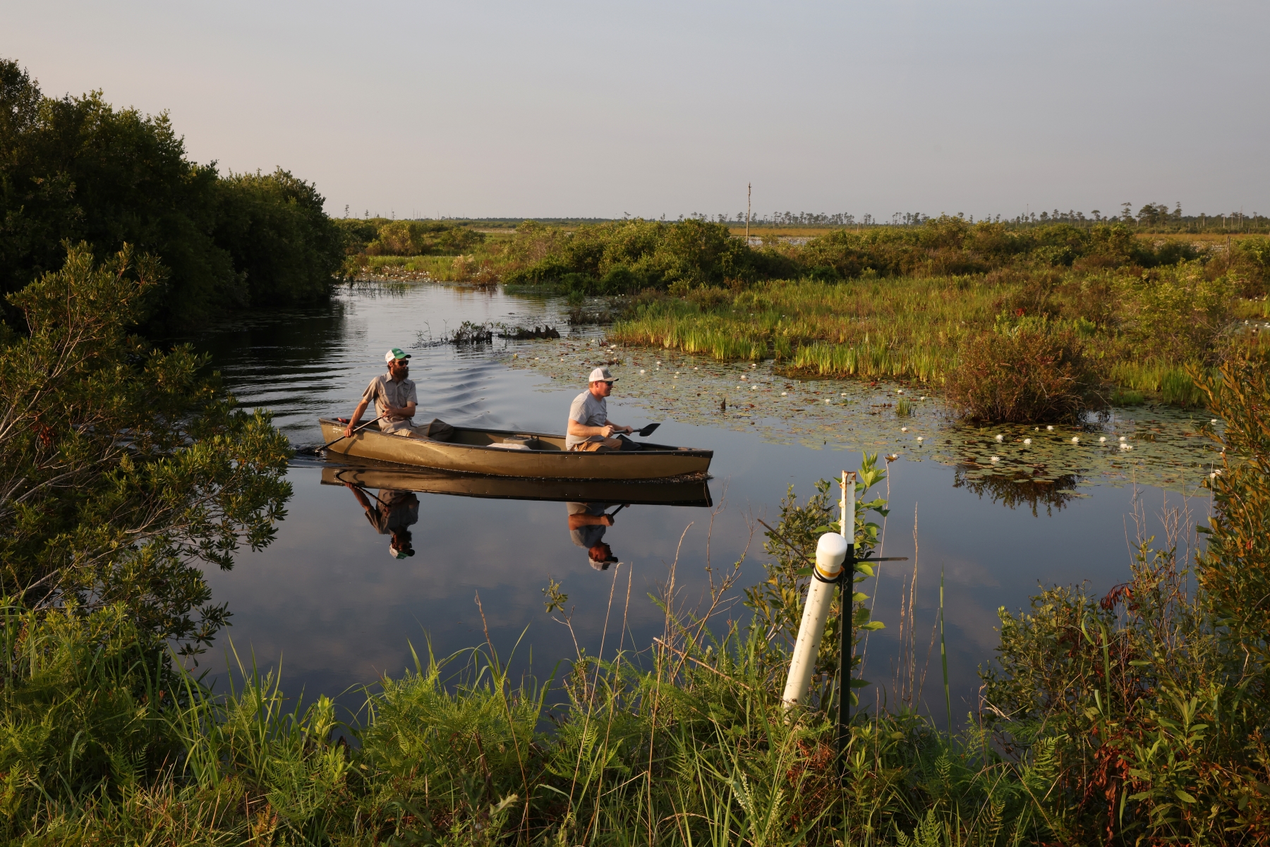Two people canoe on a swamp.