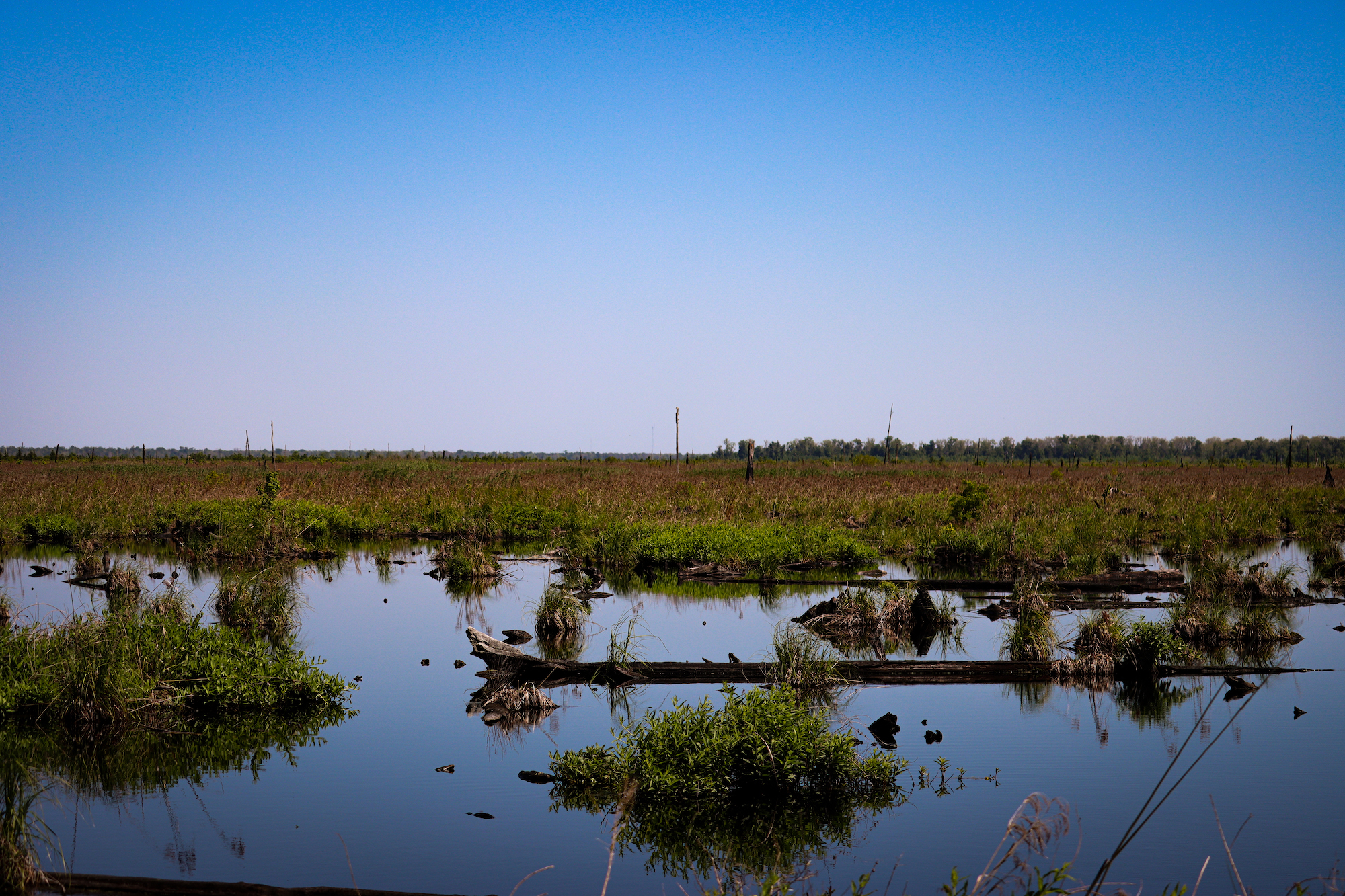 Flooded peat wetland at Great Dismal Swamp.