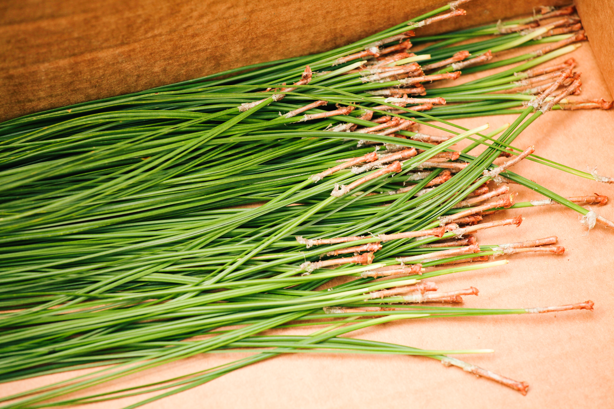 Green pine needles lie in a carboard box.