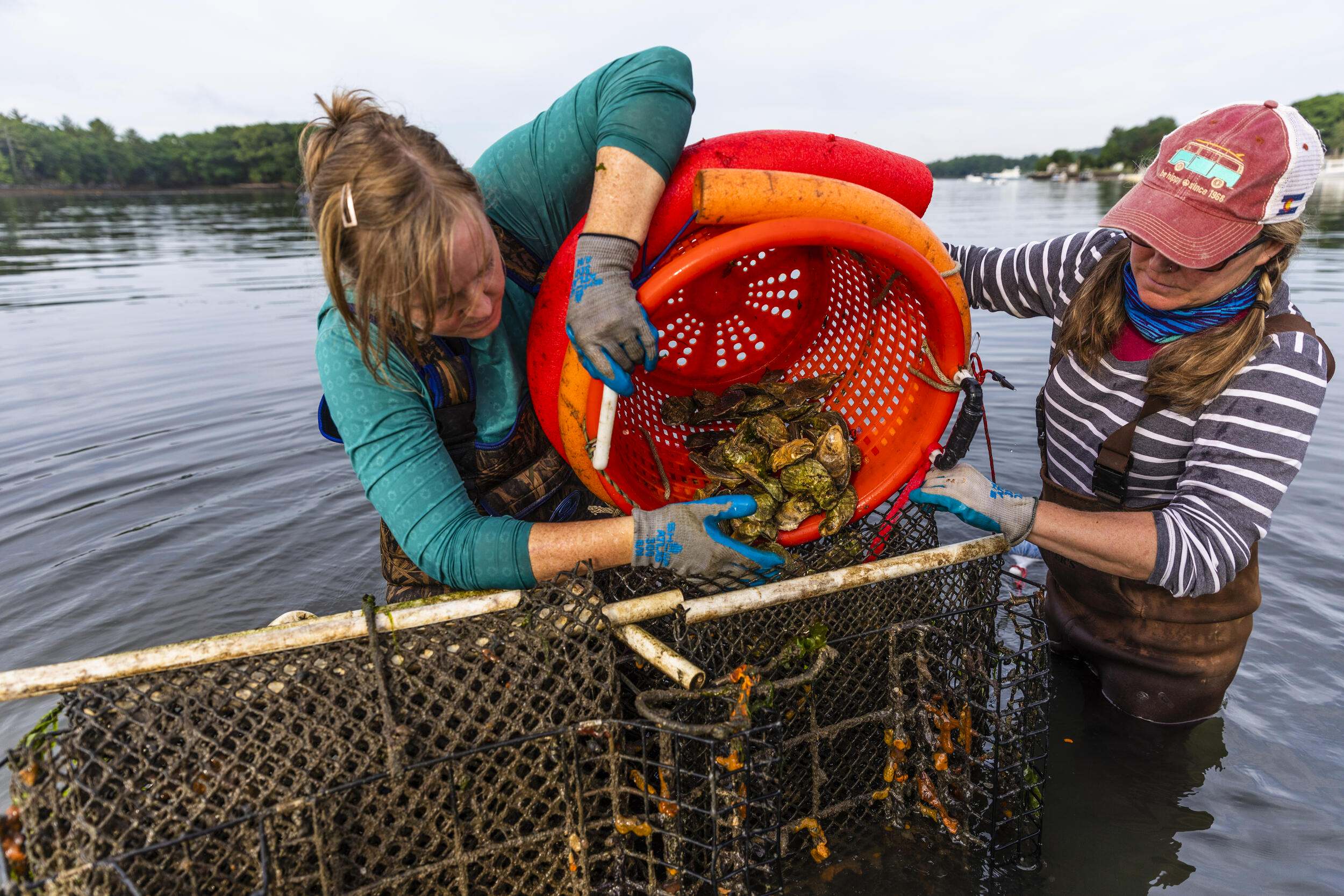 Two oyster farmers pour oysters from an orange bucket into a cage in the water.