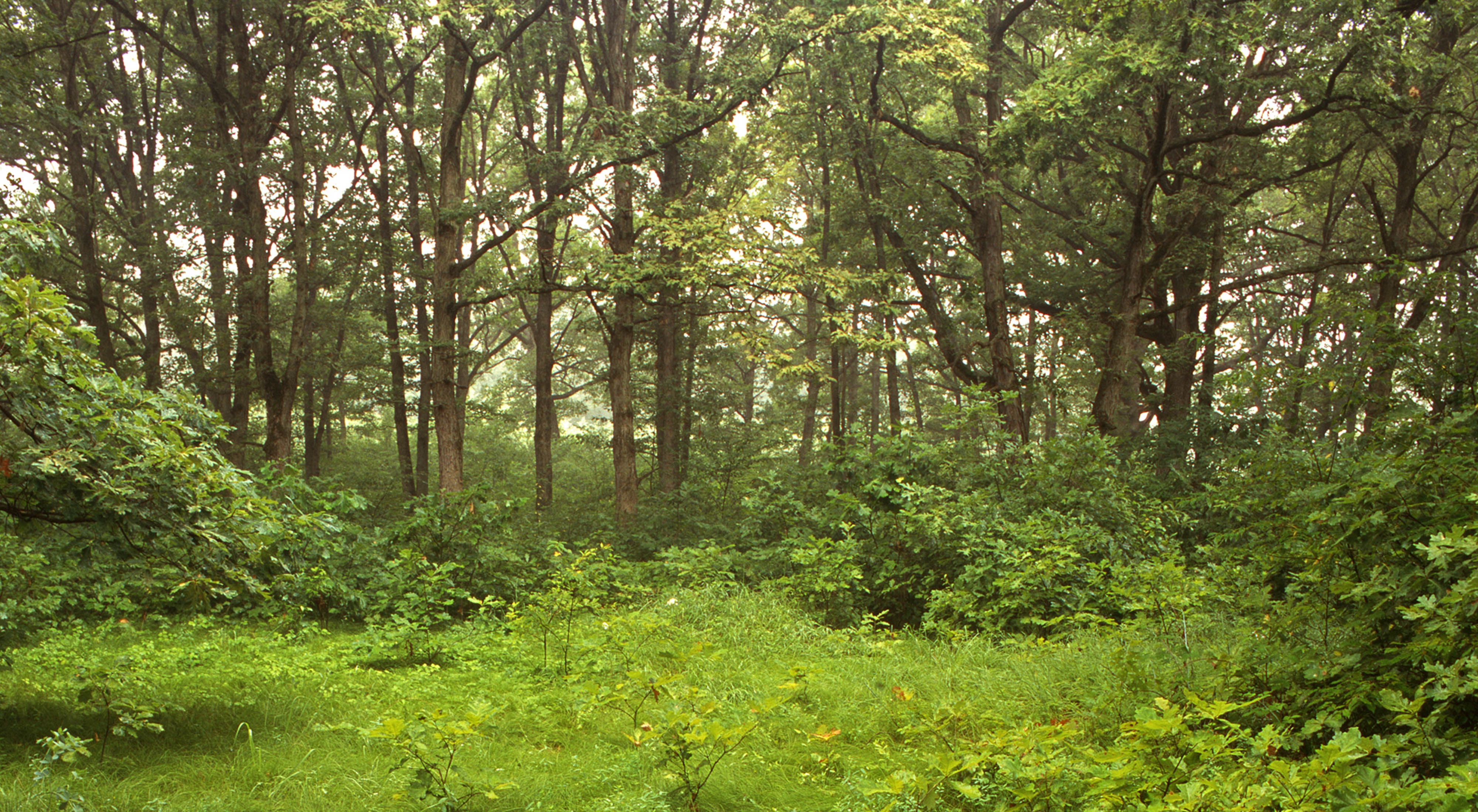 NIPSCO Savanna