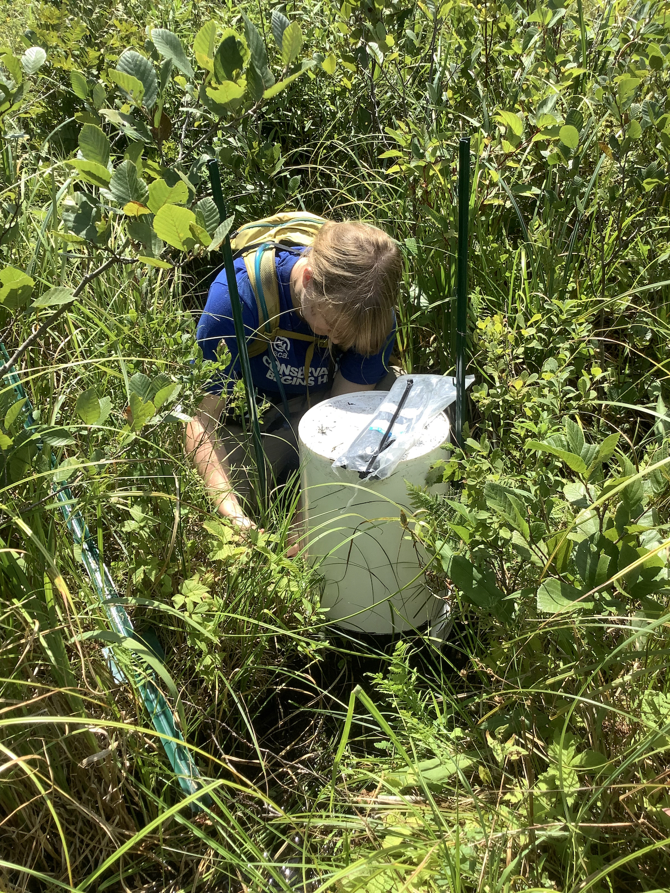 A woman kneels in tall grass and bushes, placing a white five-gallon bucket with a camera mounted in it over a rivulet of water.