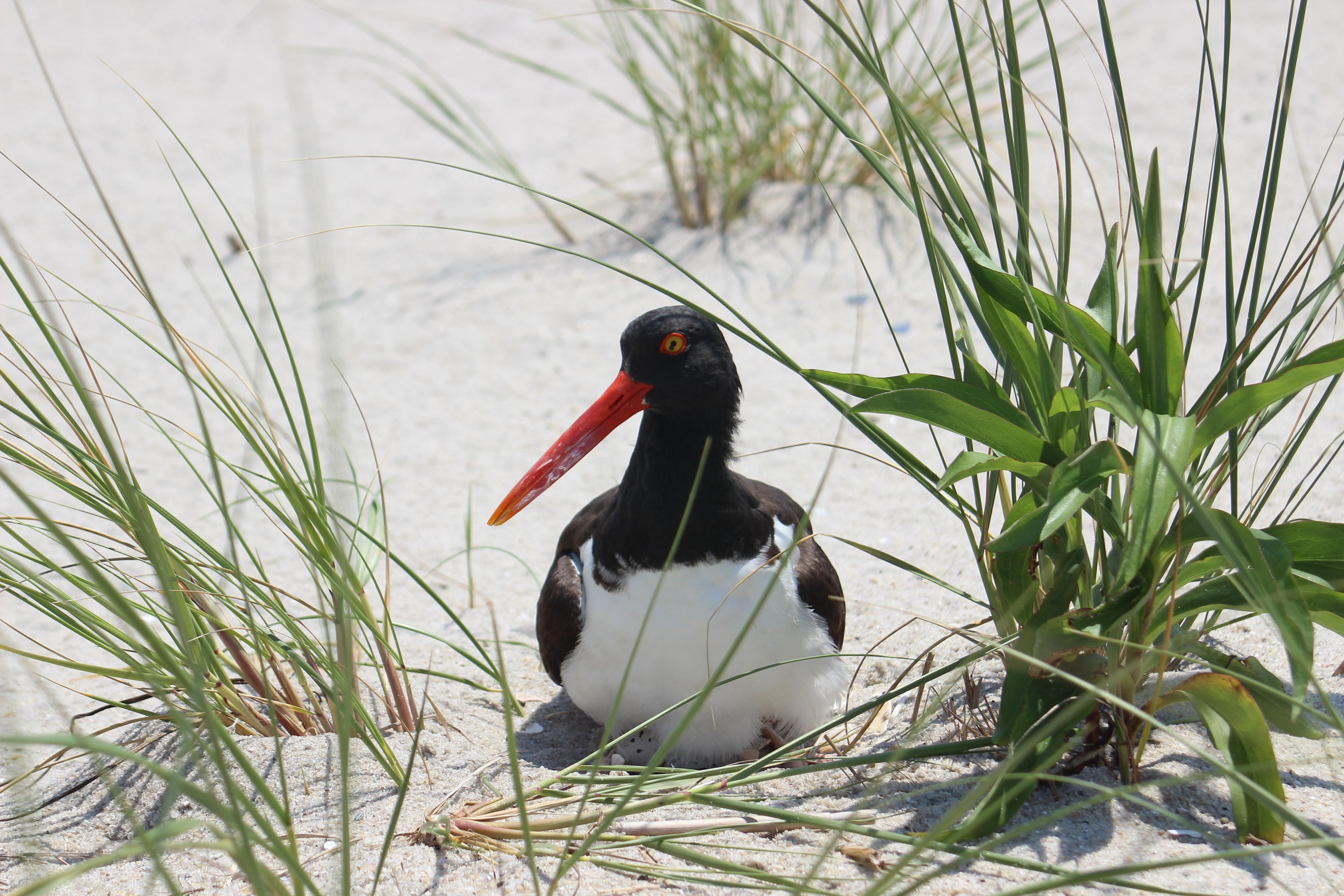 An American oystercatcher sitting on eggs on the beach. 